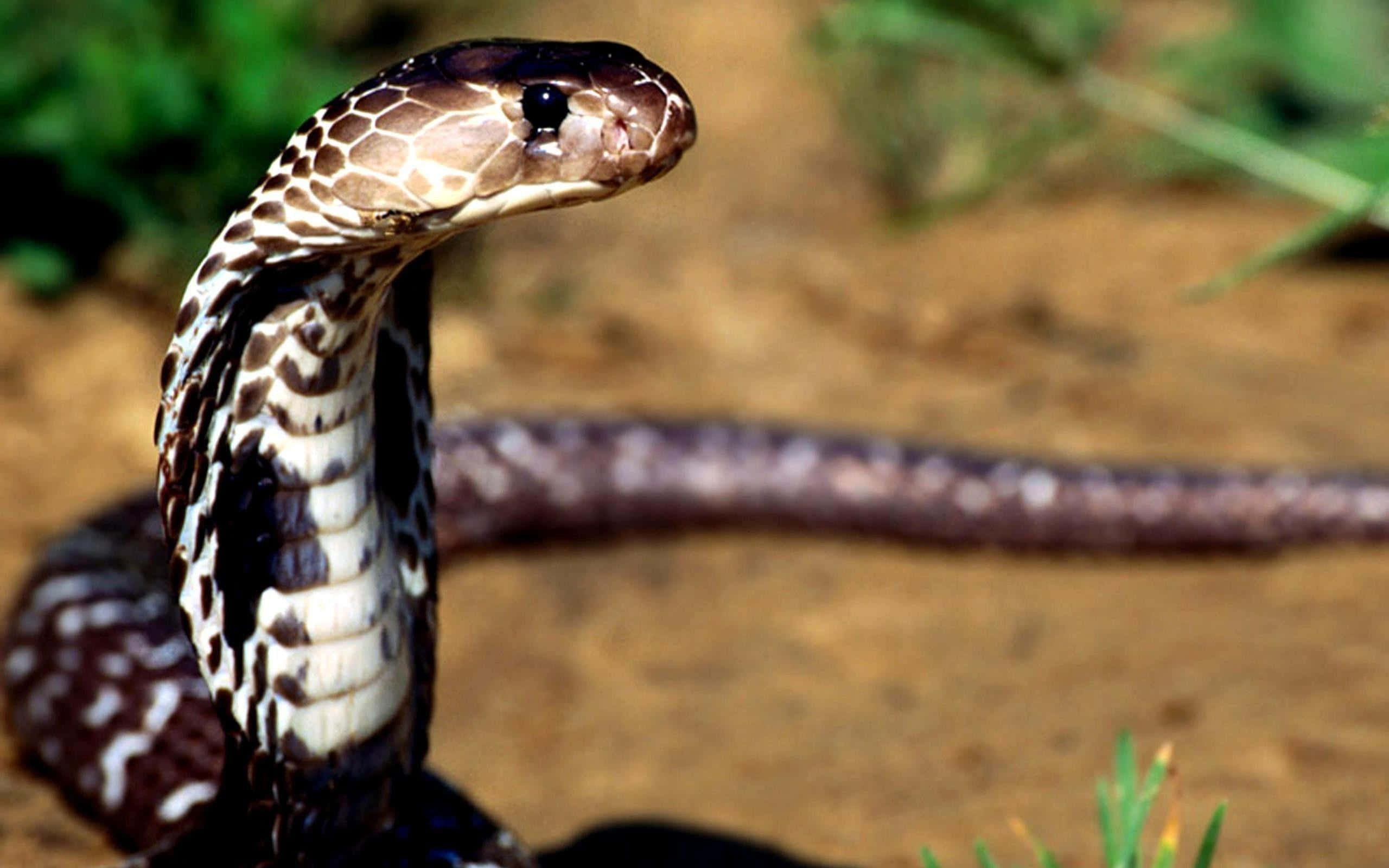 Cobra Snake 桌布 壁紙 — 眼鏡蛇的特寫，豎起頭部，帶有引人注目的斑紋鱗片，在乾燥的土地上擺出姿勢，背景是模糊的綠色樹葉。