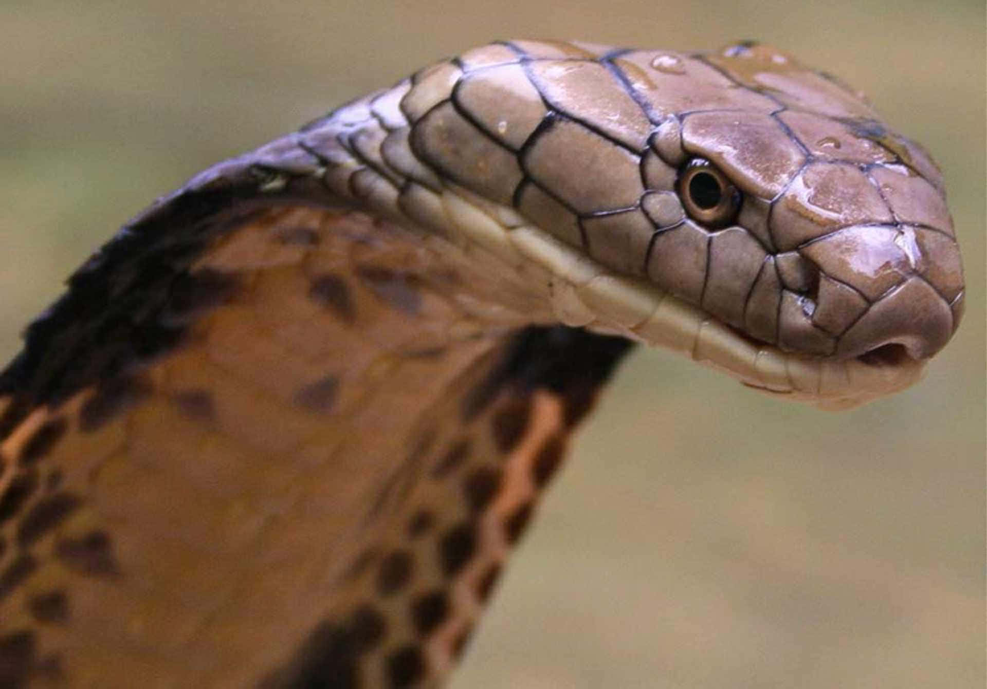 Cobra Snake 桌布 壁紙 — 眼鏡蛇頭部特寫，豎起頭罩，鱗片細節清晰，背景為模糊的泥土色。