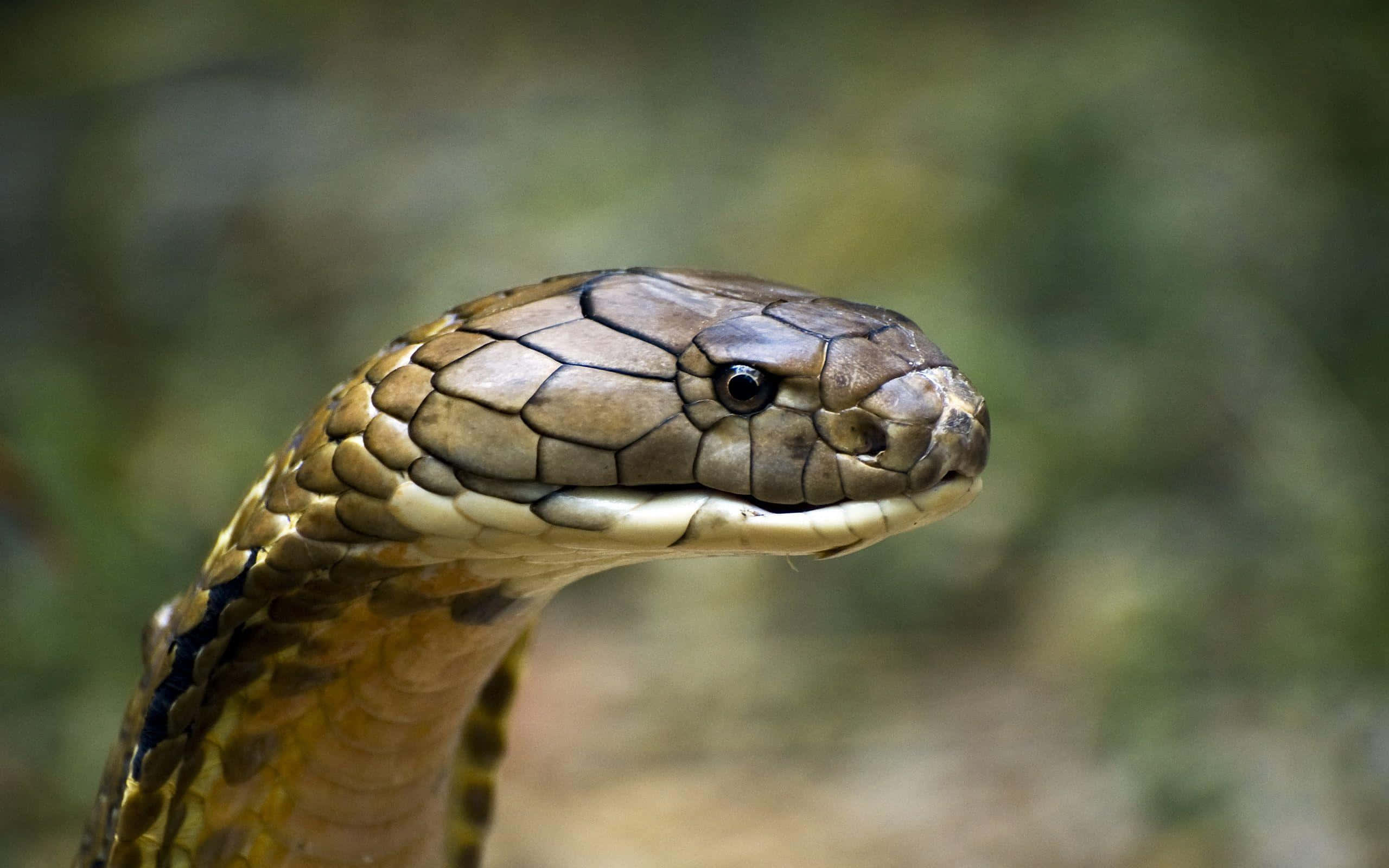 Cobra Snake 桌布 壁紙 — 眼鏡蛇頭部特寫，鱗片細節清晰，警覺的眼睛，背景模糊自然。