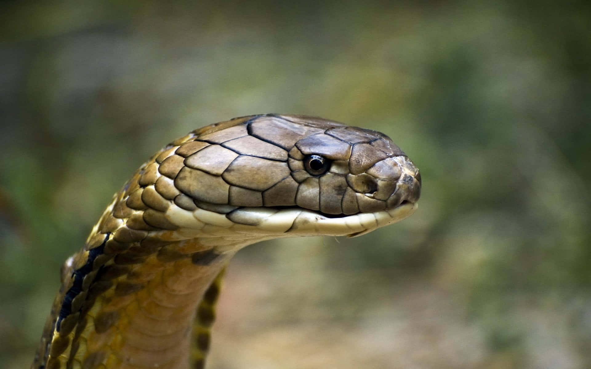 Cobra Snake 桌布 壁紙 — 眼鏡蛇頭部特寫，鱗片細節清晰，警覺的眼睛，背景為模糊的綠色。