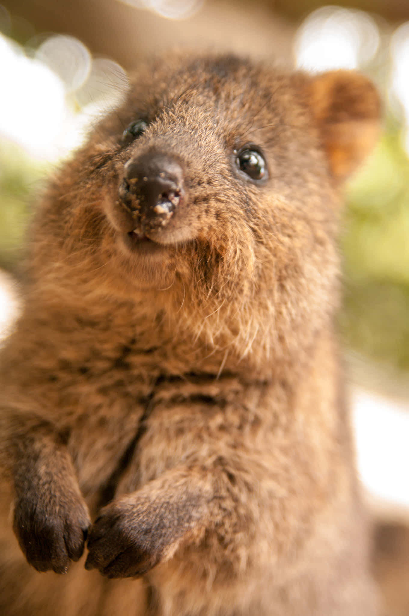 quokka 桌布 壁紙 — 短尾矮袋鼠直立的特寫，表情好奇，柔軟的棕色毛髮，背景是模糊的自然景色。