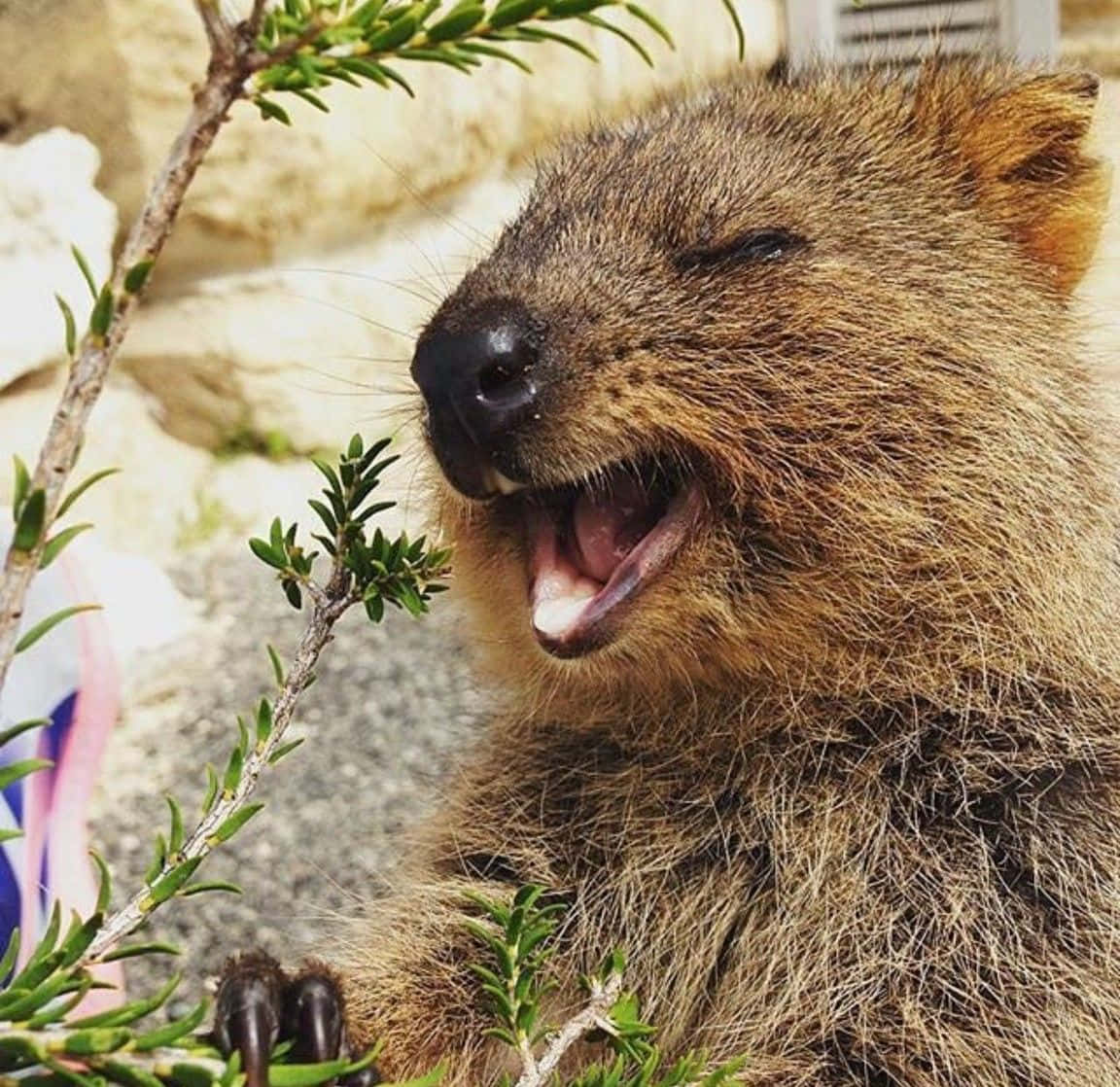 quokka 桌布 壁紙 — 短尾矮袋鼠閉眼張大嘴打呵欠的近距離特寫，周圍環繞著綠色樹葉和岩石。