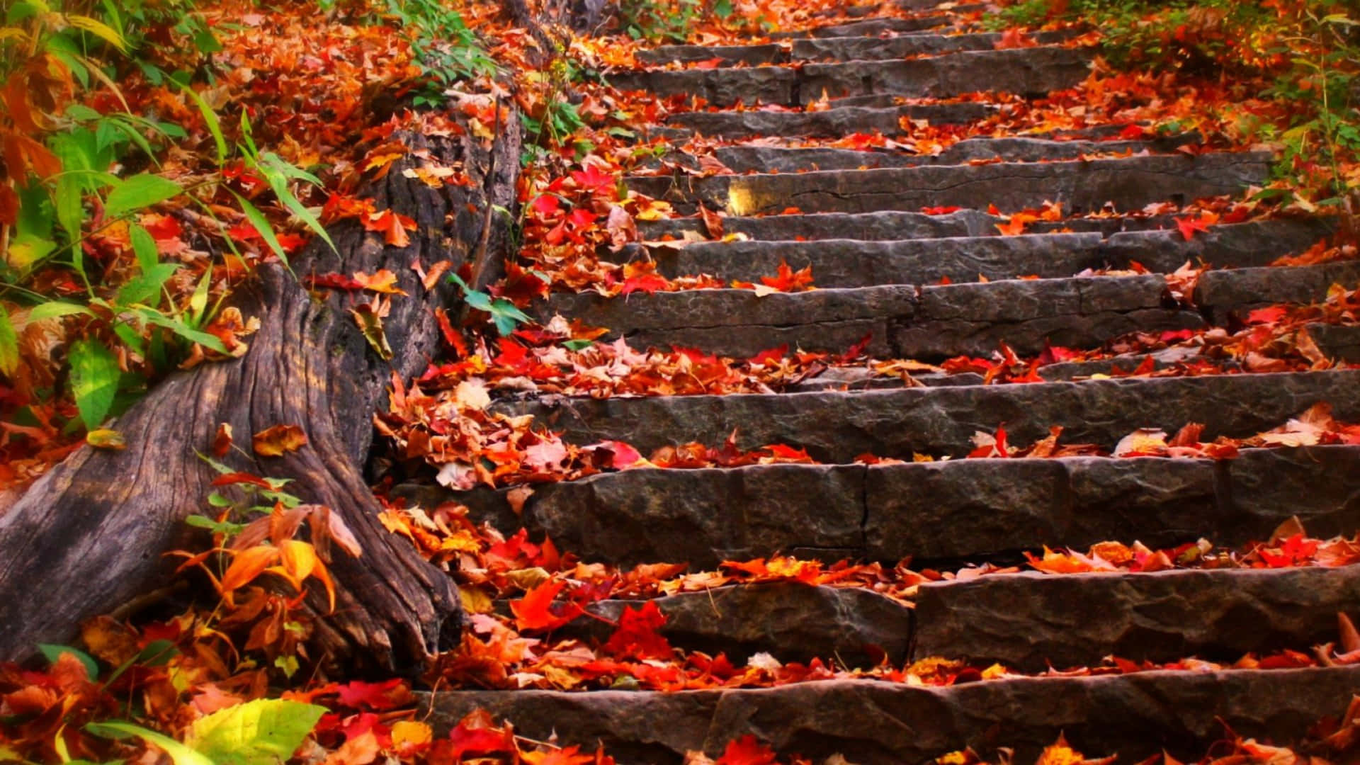 Autumn Foliage 桌布 壁紙 — 石階穿過森林中色彩鮮豔的秋葉，呈現豐富的紅色、橙色和綠色色調。