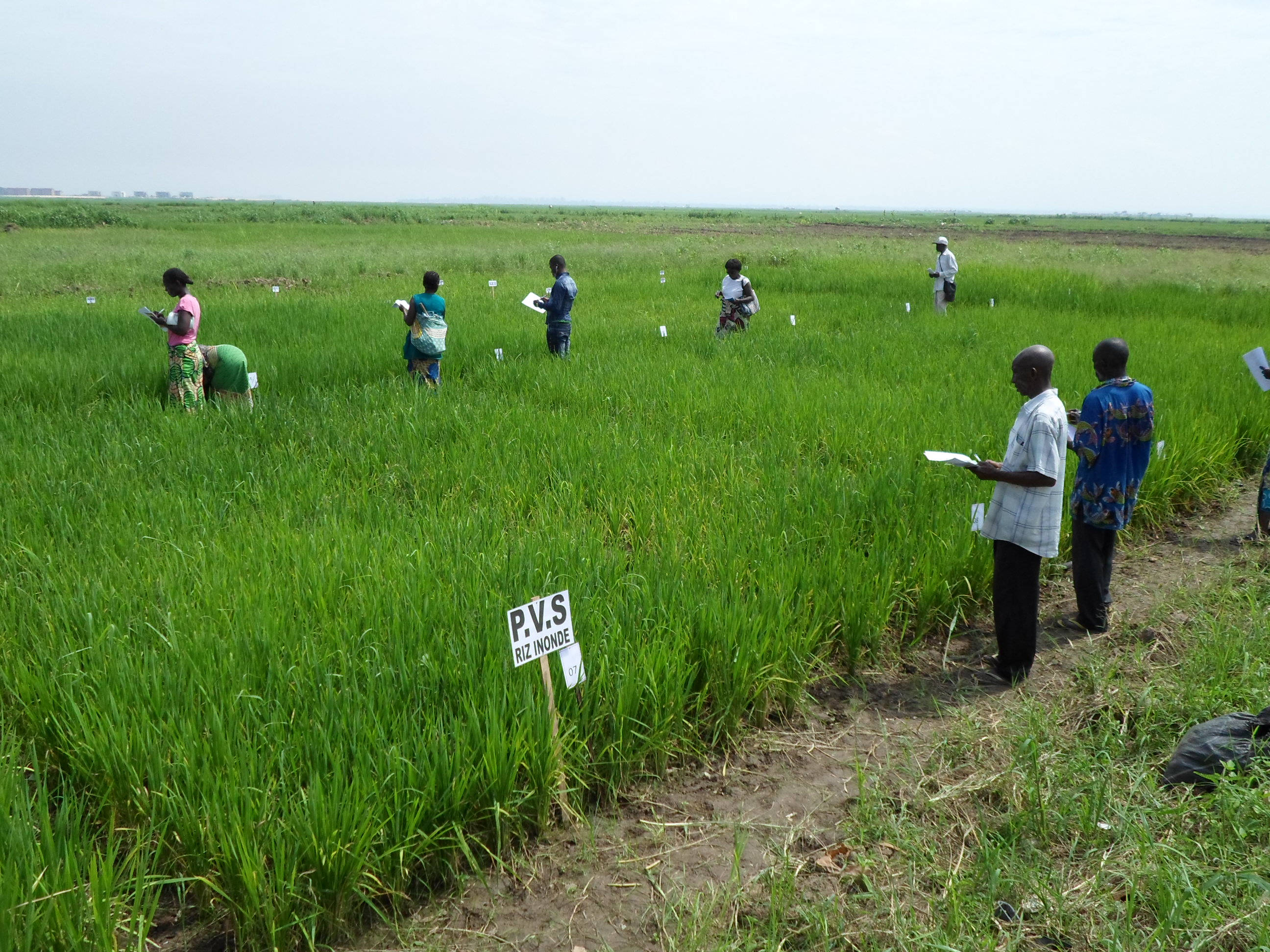 Farmer 桌布 壁紙 — 研究人員在廣闊的綠色稻田中，在陰天天空下拿著筆記本和夾板檢查農作物。