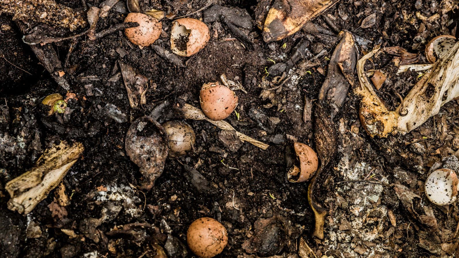 Compost 桌布 壁紙 — 破碎蛋殼和腐爛香蕉皮散落在肥沃深色土壤上的特寫。