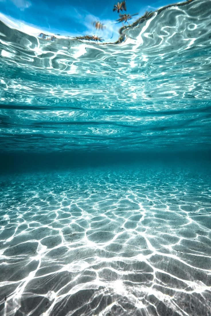 海灘 桌布 壁紙 — 碧綠海洋的水底景觀，陽光在沙質海底上舞動，棕櫚樹在水面上清晰可見。