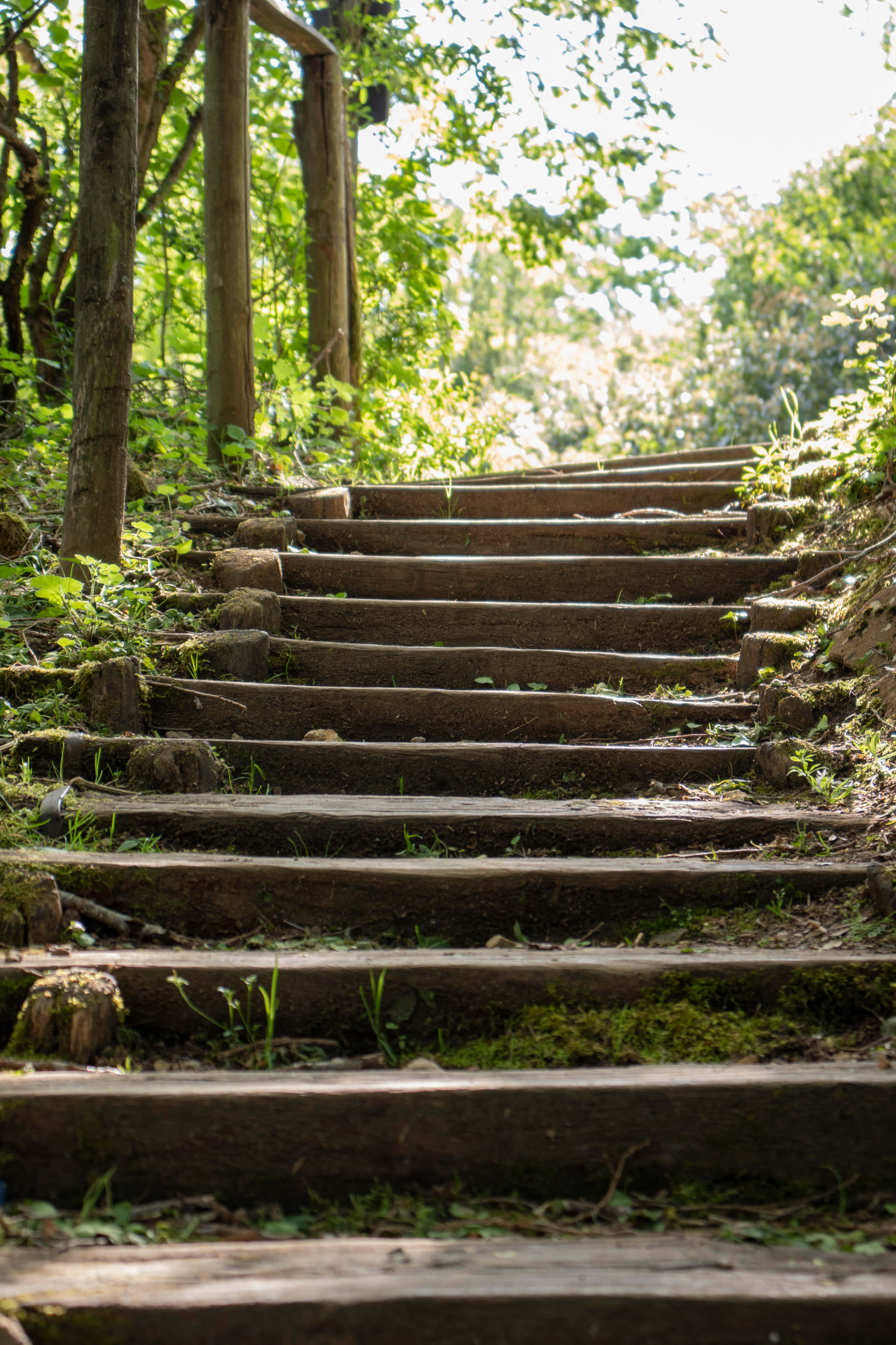 Steps 桌布 壁紙 — 磨損的木階梯穿過陽光明媚的森林，斑駁的光線透過綠葉篩落。