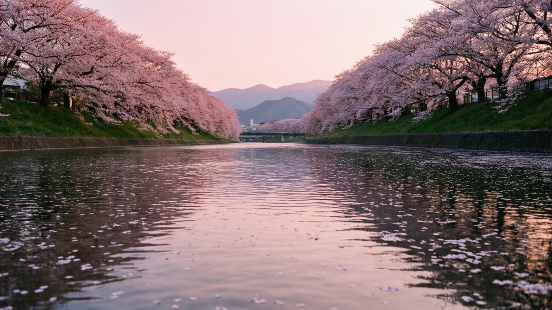 神川河畔櫻花在日出時分的美景