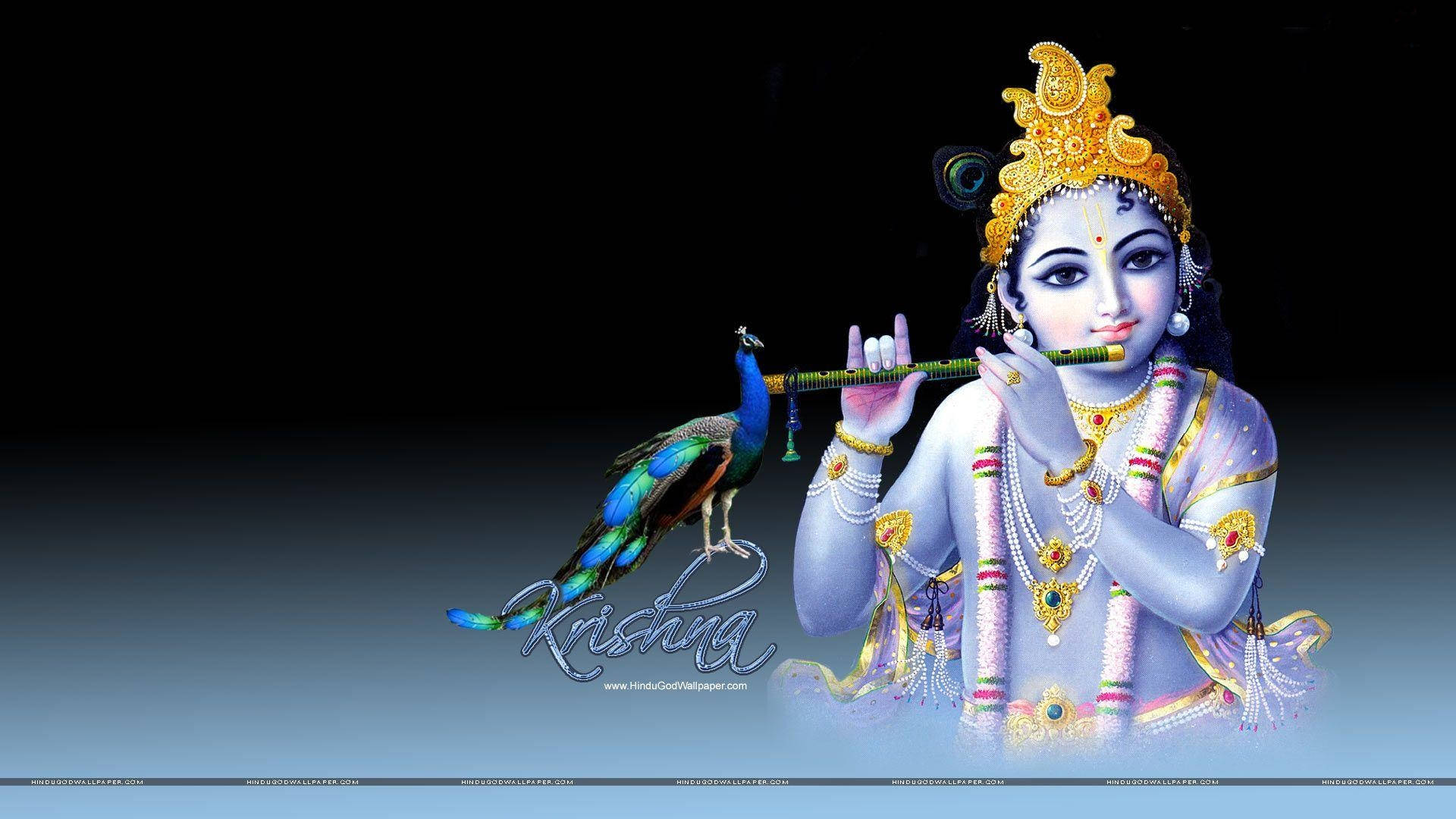 Hindu God 桌布 壁紙 — 神聖的克里希納人物戴著華麗的金色皇冠和珠寶，在深色漸變背景旁吹奏長笛，一隻孔雀棲息在他身邊。
