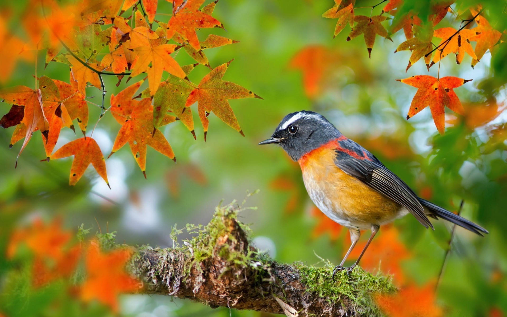 Autumn Season 桌布 壁紙 — 秋天，一隻色彩繽紛的鳥兒棲息在長滿苔蘚的樹枝上，下方是鮮豔的橙色楓葉。
