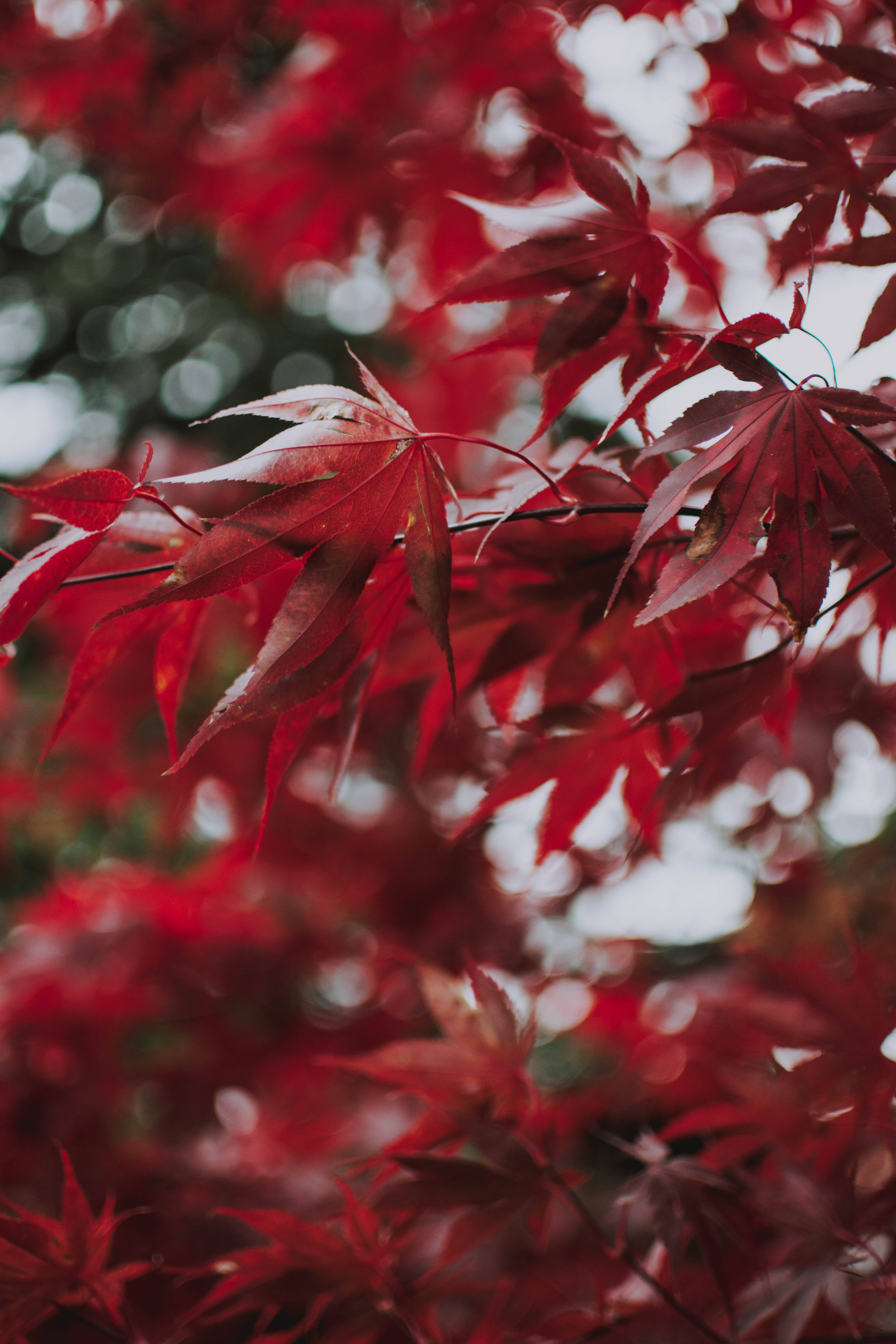 Leaves 桌布 壁紙 — 秋天中鮮豔的紅色楓葉，帶有細膩的葉脈和柔和散景背景。