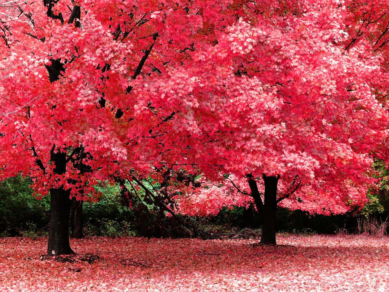 Blooming Trees 桌布 壁紙 — 秋天充滿活力的粉紅色楓樹，落葉如地毯般覆蓋地面，在柔和日光下。