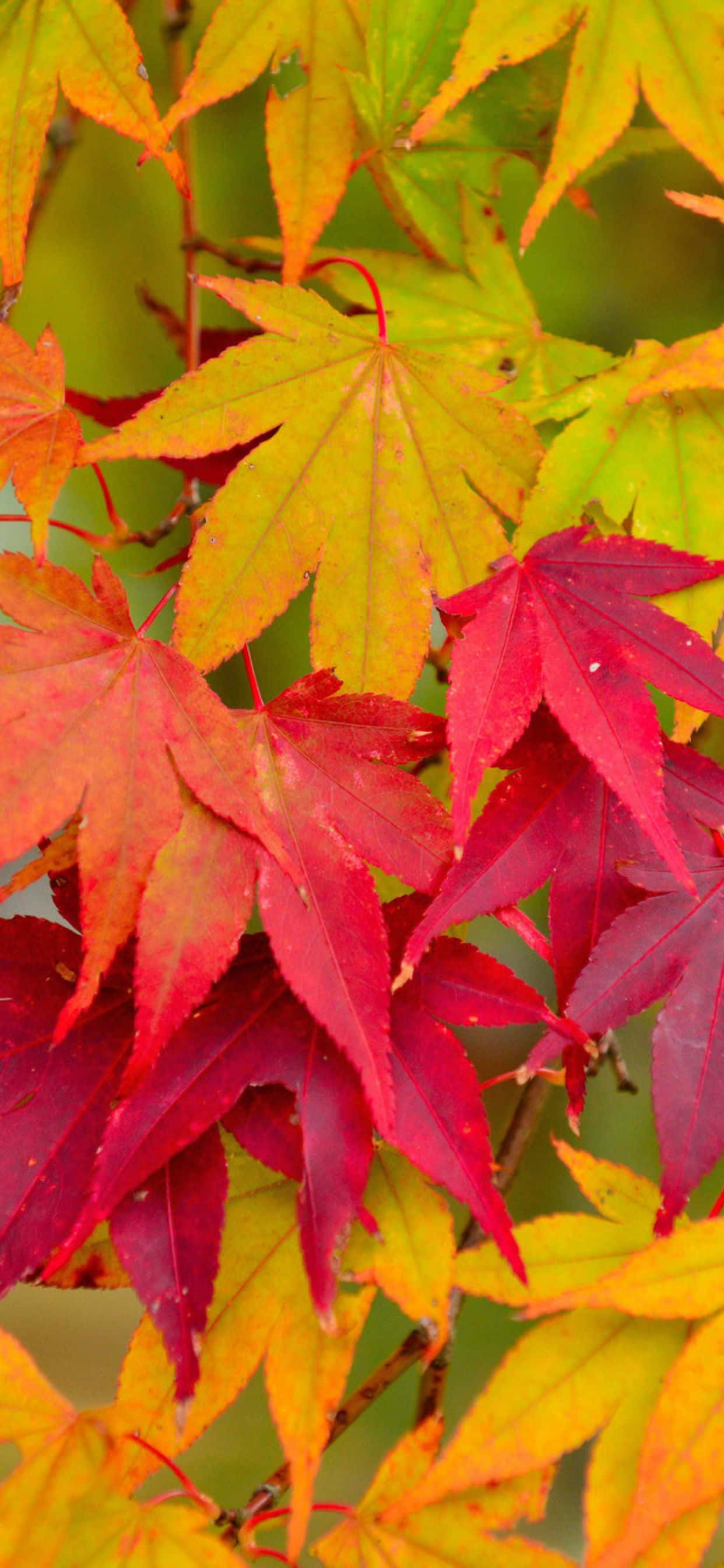 iPhone Xs Max Autumn 桌布 壁紙 — 秋天光輝中，鮮紅和黃色的楓葉上露珠閃爍著光芒。