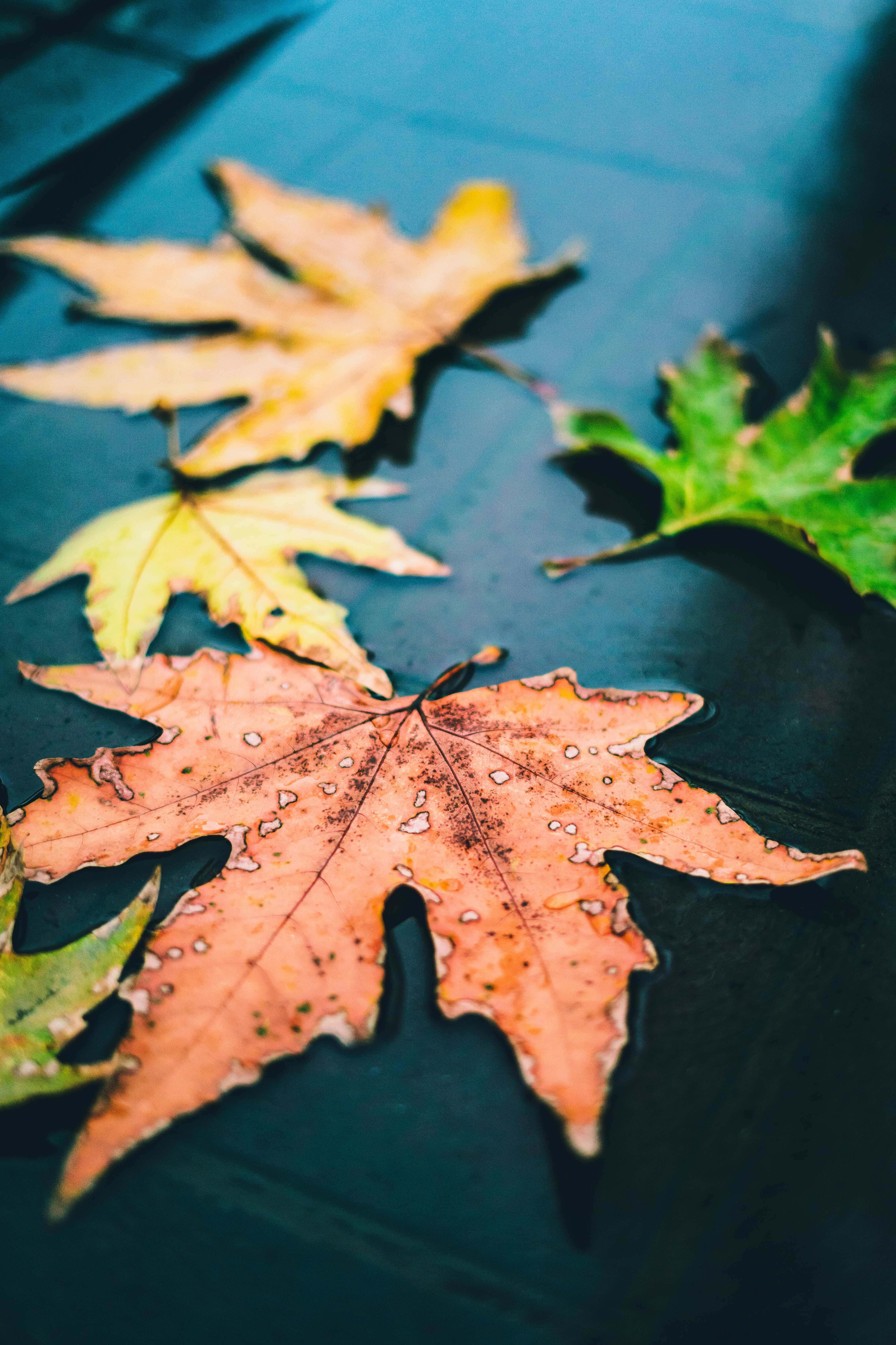Fall Rain 桌布 壁紙 — 秋天楓葉以溫暖的橙色、黃色和綠色，輕輕漂浮在深藍綠色的水面上，帶有柔和的陰影。