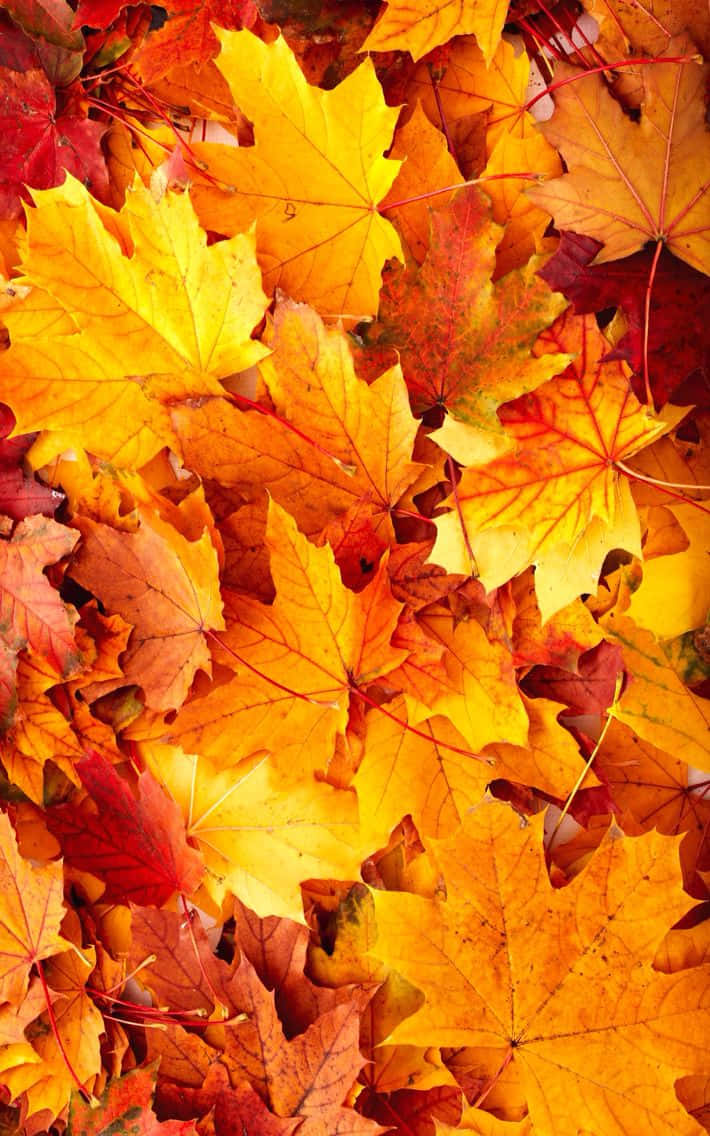 桌布 壁紙 — 秋天楓葉的特寫，色彩鮮豔，有金色、橙色和紅色，形成豐富質感的季節圖案。
