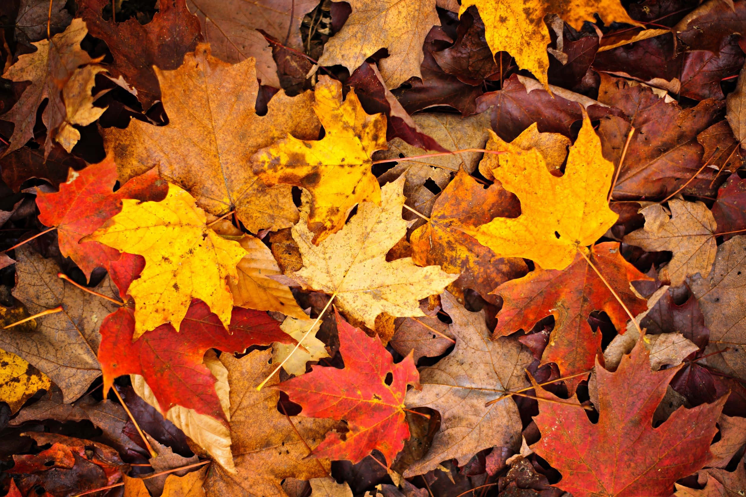 First Day Of Fall 桌布 壁紙 — 秋天楓葉的特寫，鮮豔的紅、黃、棕色散落在地上。