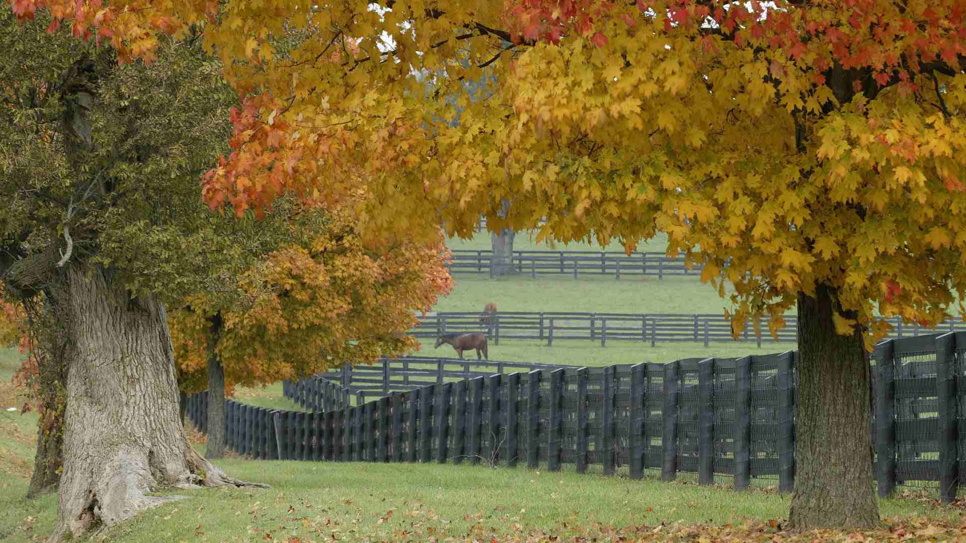 高清 桌布 壁紙 — 秋天樹葉呈現火紅的黃色和紅色，框住了一幅田園風光，一匹馬在黑色圍欄後面吃草。