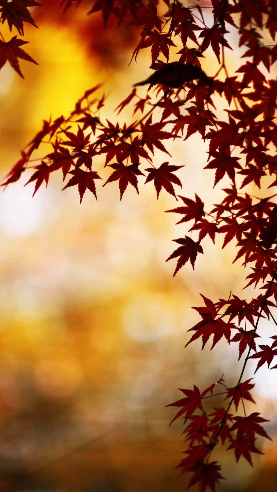 iPhone Fall 桌布 壁紙 — 秋天溫暖金色夕陽天空襯托下鮮紅楓葉的剪影。