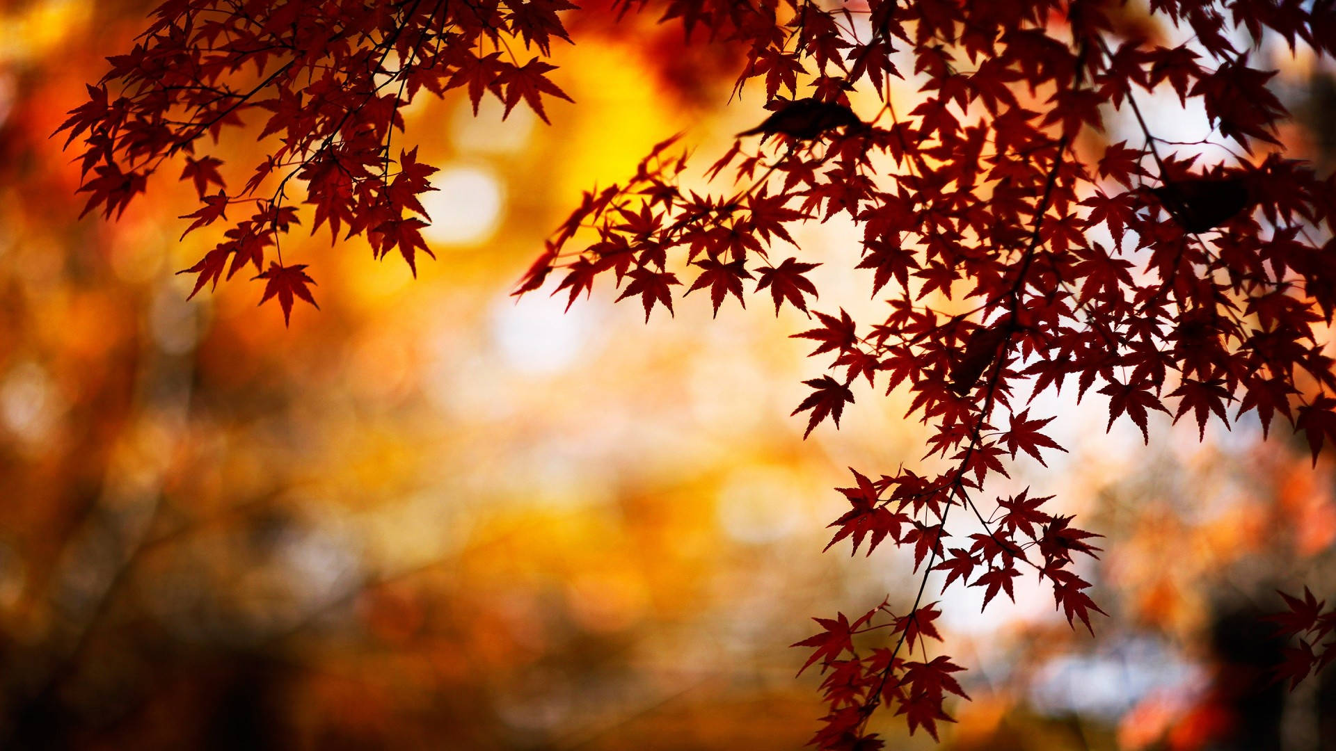 秋季桌面 桌布 壁紙 — 秋天溫暖金色散景背景下充滿活力的紅色楓葉剪影。