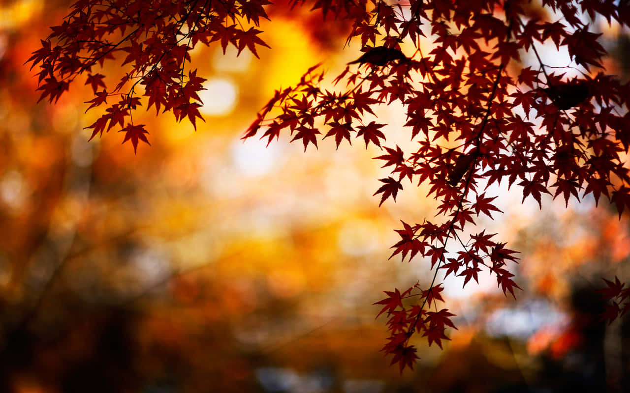 Cool Fall 桌布 壁紙 — 秋天溫暖金色散景背景下鮮紅楓葉的剪影。