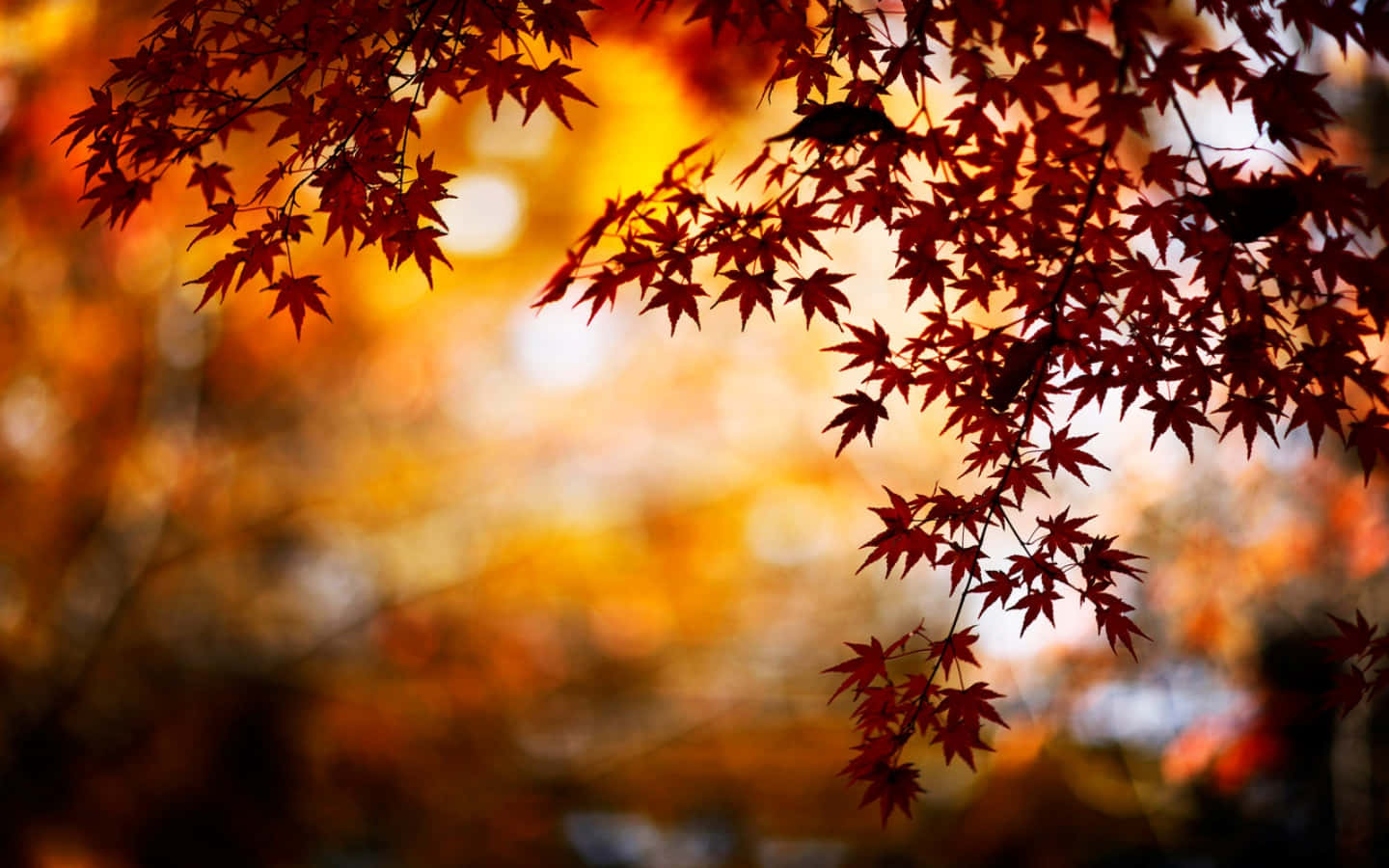 Tumblr Autumn Desktop 桌布 壁紙 — 秋天溫暖金色散景背景下鮮紅色楓葉的剪影。