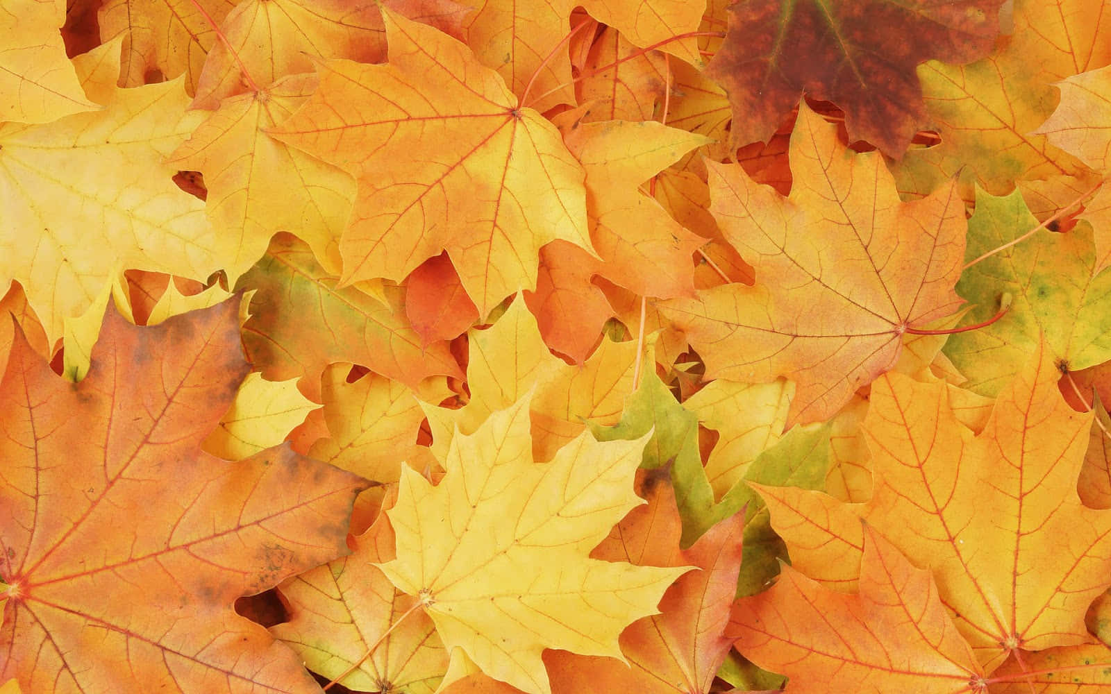 Fall Leaf 桌布 壁紙 — 秋天色調中橙色、黃色和紅色的重疊楓葉的鮮明特寫。