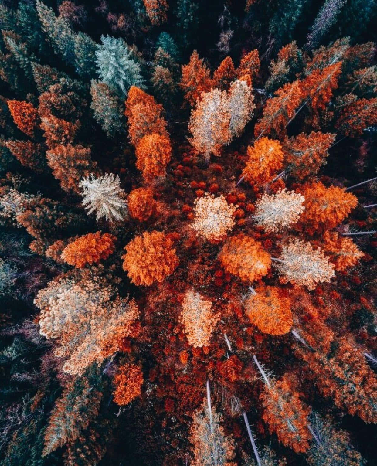 秋季美學 桌布 壁紙 — 秋季森林樹冠的鳥瞰圖，鮮豔的橙色和金色樹木從深綠色中心向外輻射。