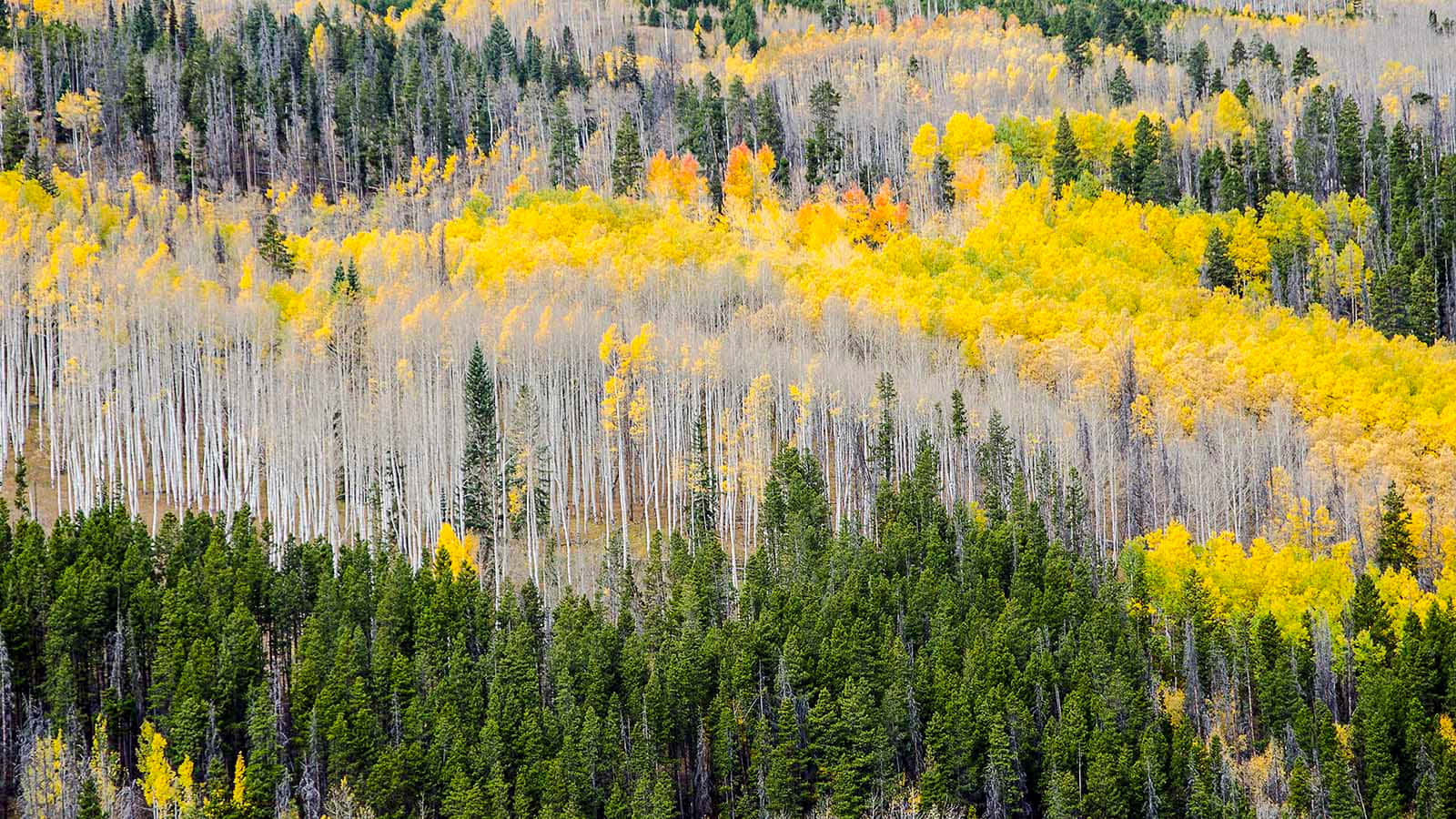 Evergreen Trees 桌布 壁紙 — 秋季森林的鳥瞰圖，金色的白楊和常綠的松樹在起伏的山丘上形成充滿活力的拼布圖案。