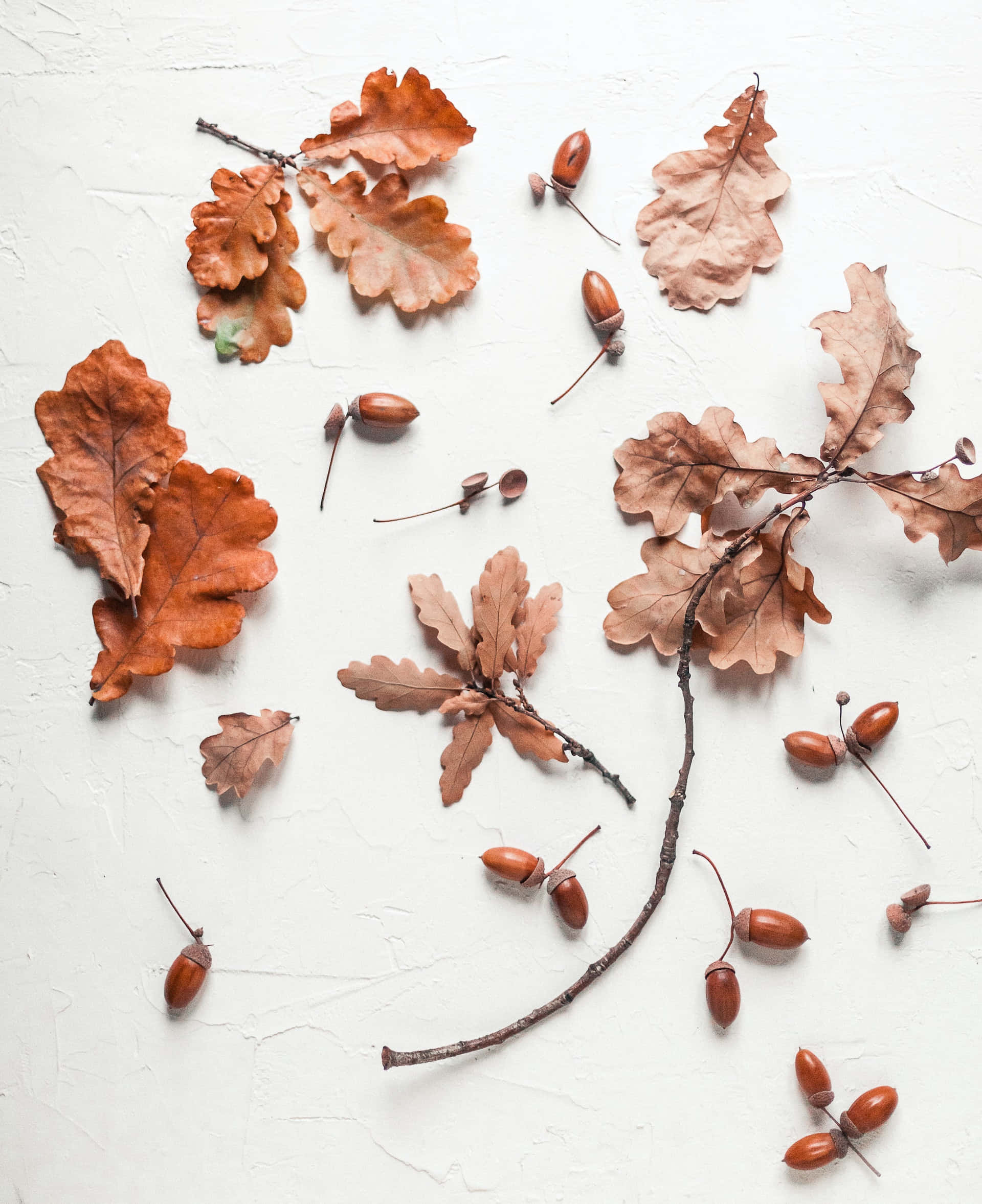 Simple Fall 桌布 壁紙 — 秋季橡樹葉和橡果散落在有紋理的白色表面上，以平鋪構圖呈現。