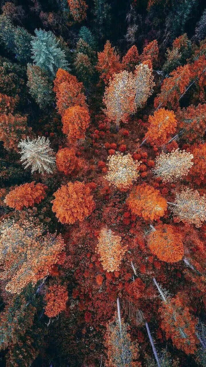 Pretty Fall 桌布 壁紙 — 秋季色彩橙、紅、金、綠樹木形成充滿活力的自然馬賽克的森林樹冠航拍圖。