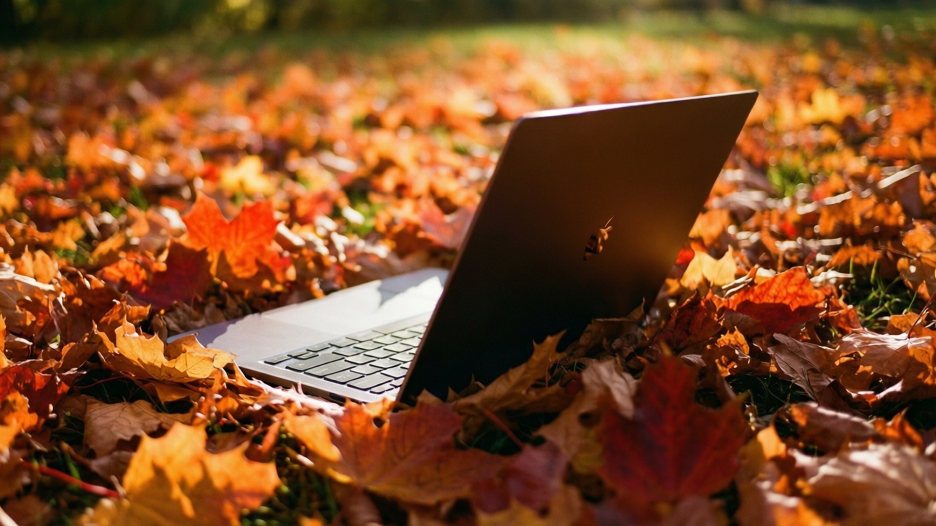 一台Chromebook安放在繽紛的秋葉之間，沐浴在溫暖的陽光下。