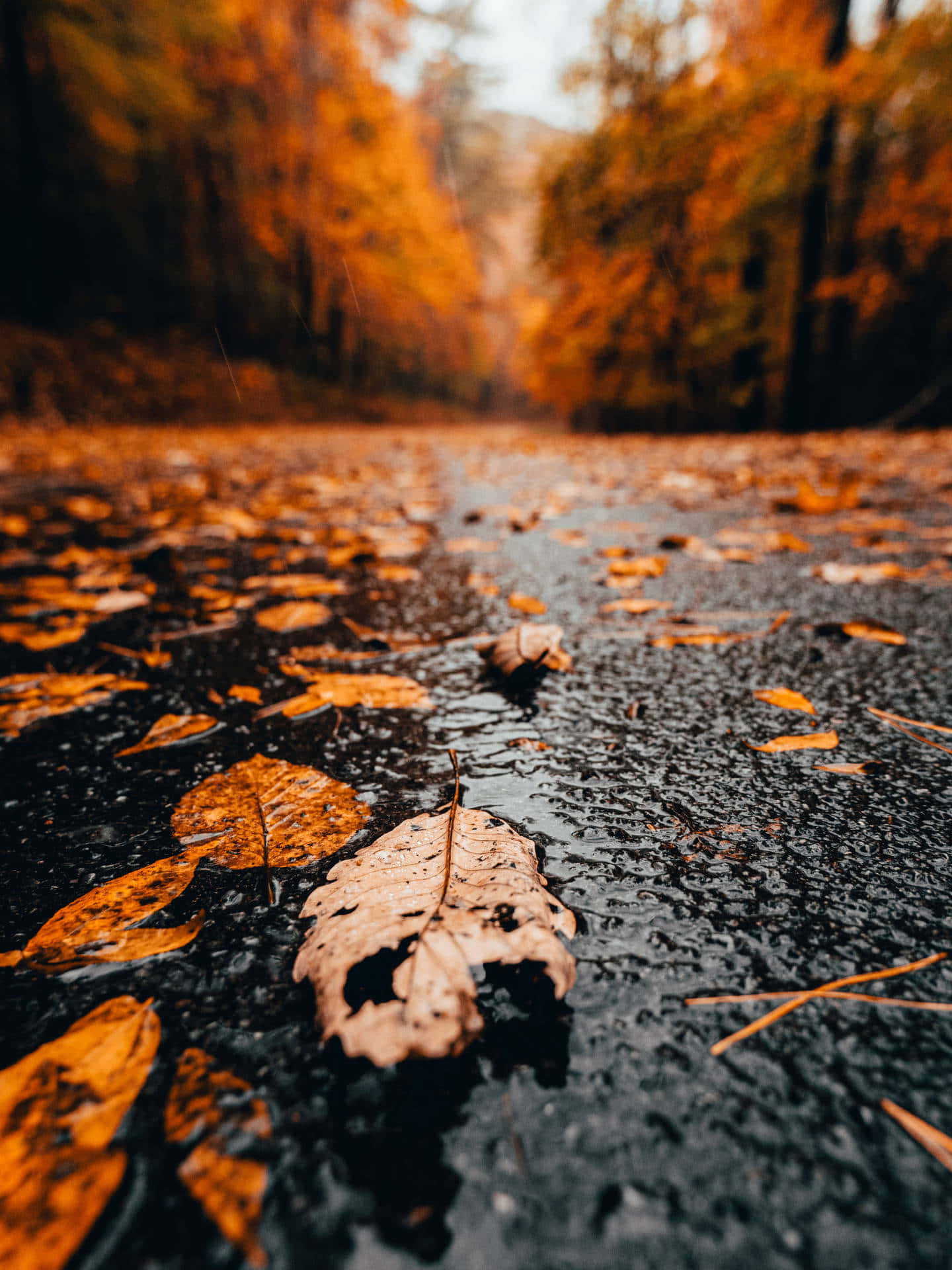 Rain 4K 桌布 壁紙 — 秋日森林中一條濕漉漉的瀝青小徑，覆蓋著落下的橙色樹葉，在柔和陰天的光線下。