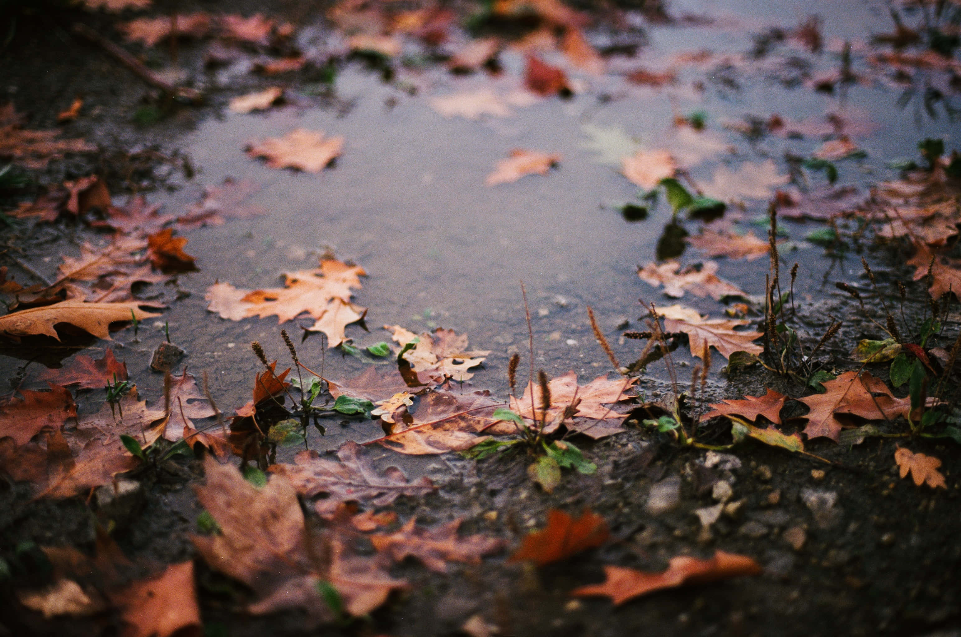 Fall Rain 桌布 壁紙 — 秋葉漂浮並停留在淺泥水坑表面，映照著陰沉多雲的天空。