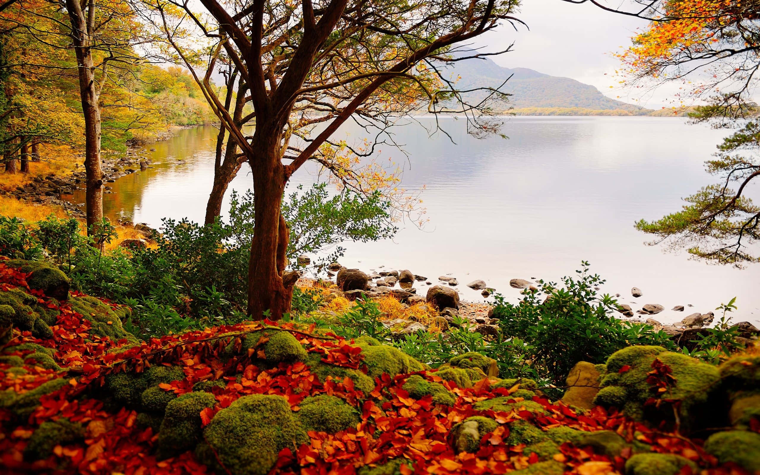 Beautiful Landscape 桌布 壁紙 — 秋葉覆蓋長滿苔蘚的岩石，位於寧靜的湖邊，四周環繞著金色樹葉的樹木。
