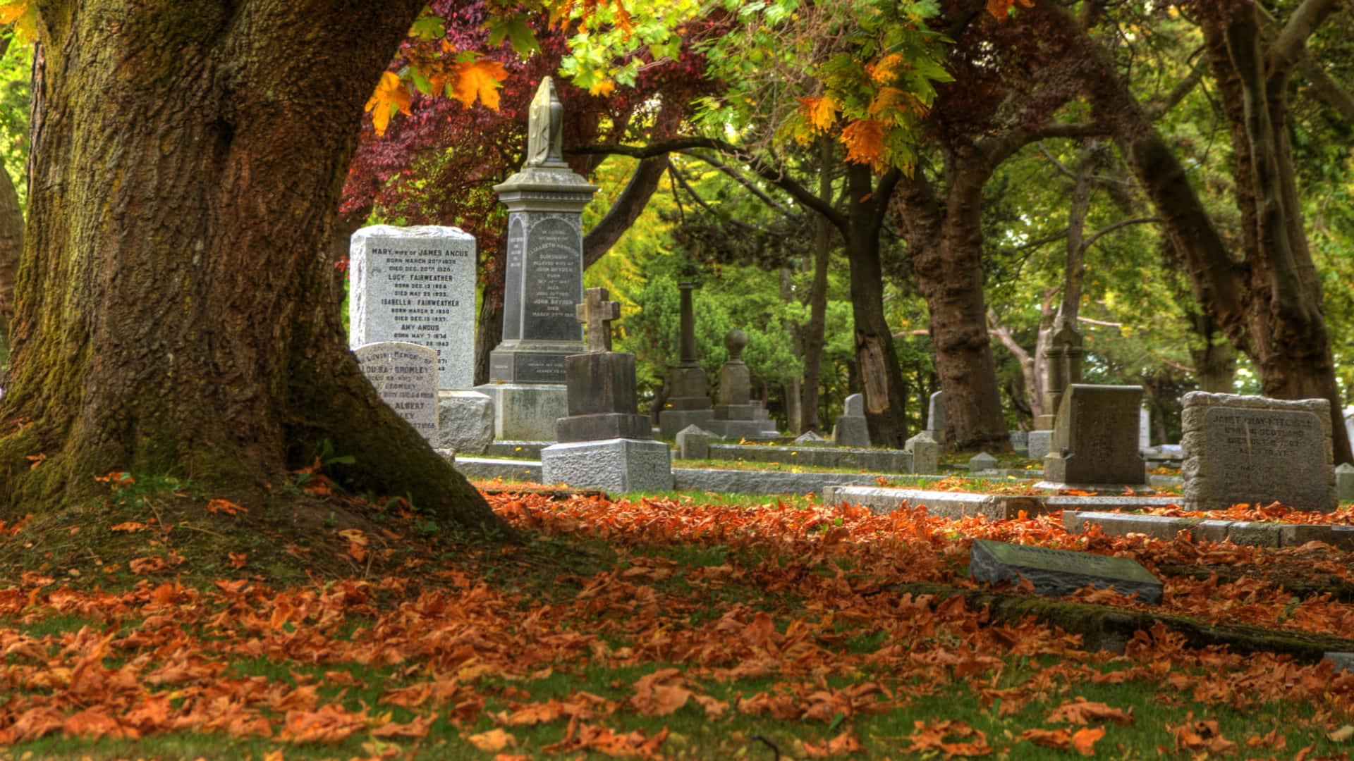 Gravestone 桌布 壁紙 — 秋葉鋪滿寧靜的墓地，風化的墓碑矗立在高聳的樹木之間。