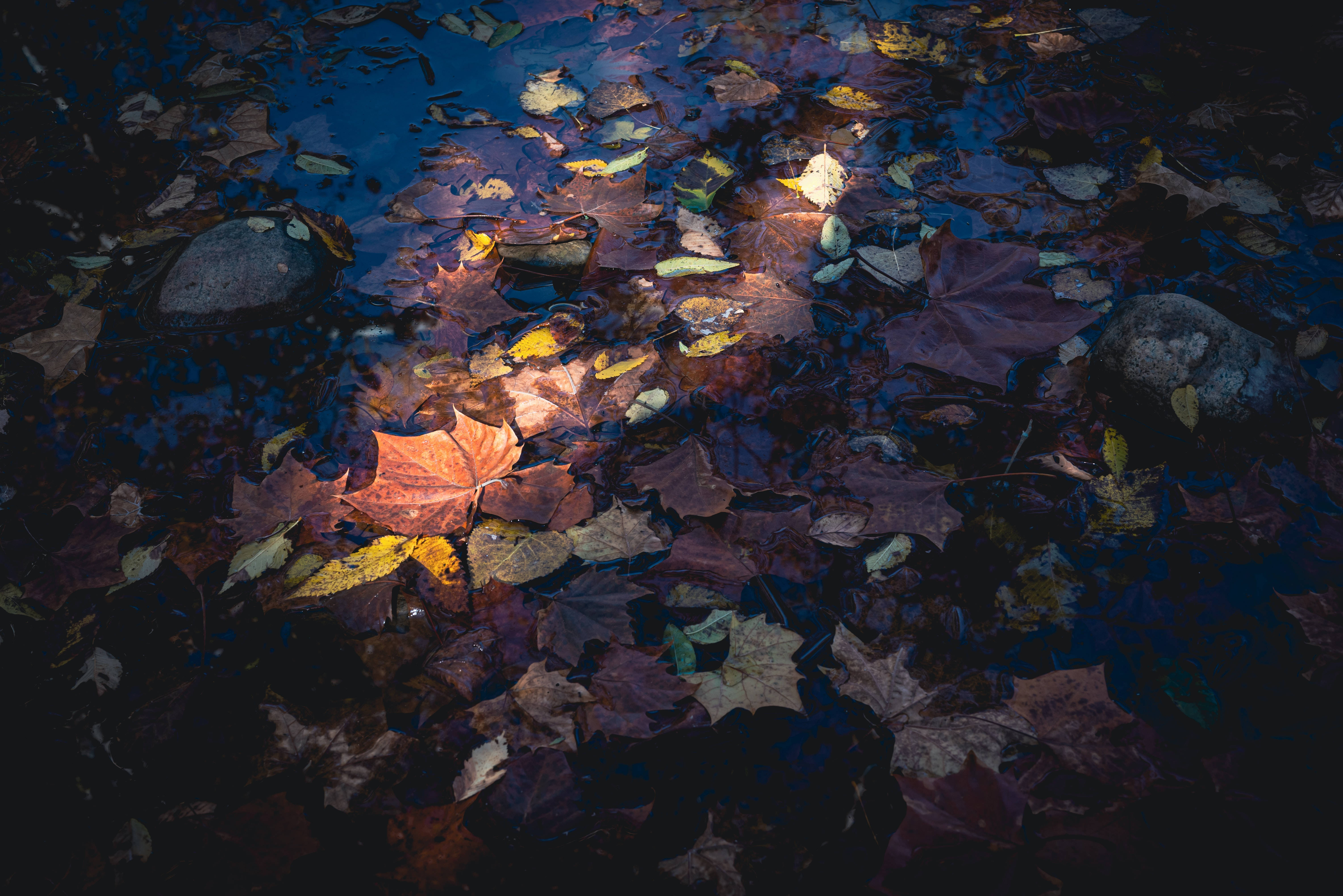Leaves 桌布 壁紙 — 秋葉靜靜漂浮在深色水面上，映照出溫暖的金色光芒，位於寧靜的森林池塘中。