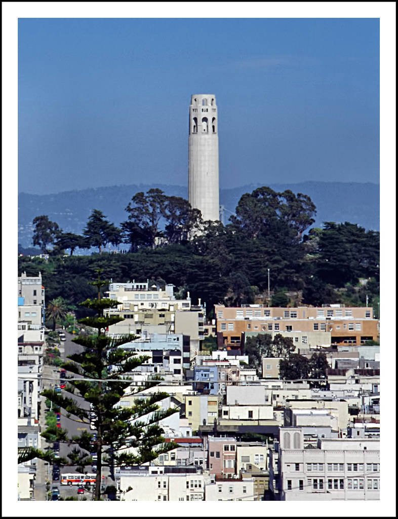 san francisco iPhone 桌布 壁紙 — 科伊特塔在晴朗的藍天下，聳立於色彩繽紛的建築物和茂密綠樹組成的密集城市峽谷之上。