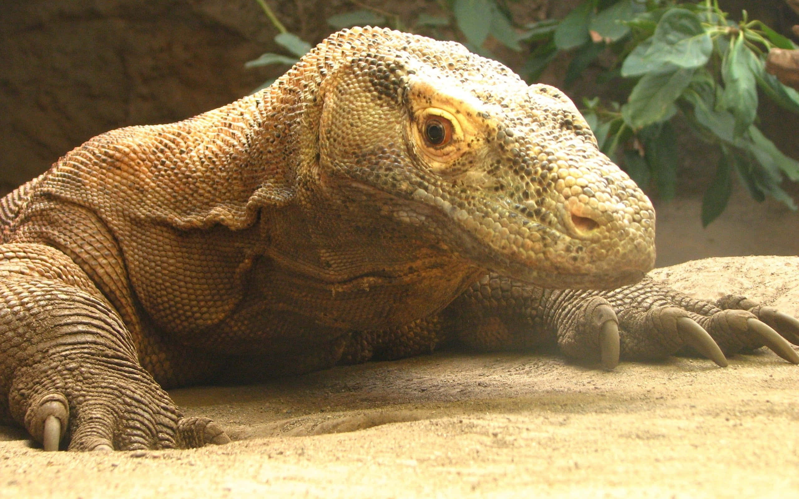 Komodo Dragon 桌布 壁紙 — 科摩多龍在沙地上休息的特寫，背景有綠色樹葉。