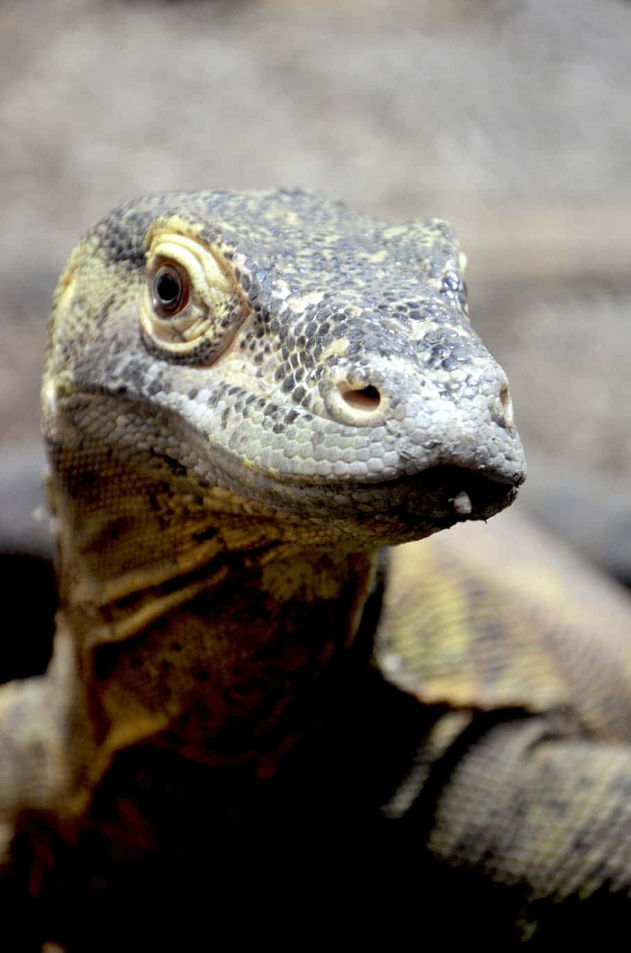 Komodo Dragon 桌布 壁紙 — 科摩多龍頭部特寫，紋理清晰，目光銳利，鱗片細緻。