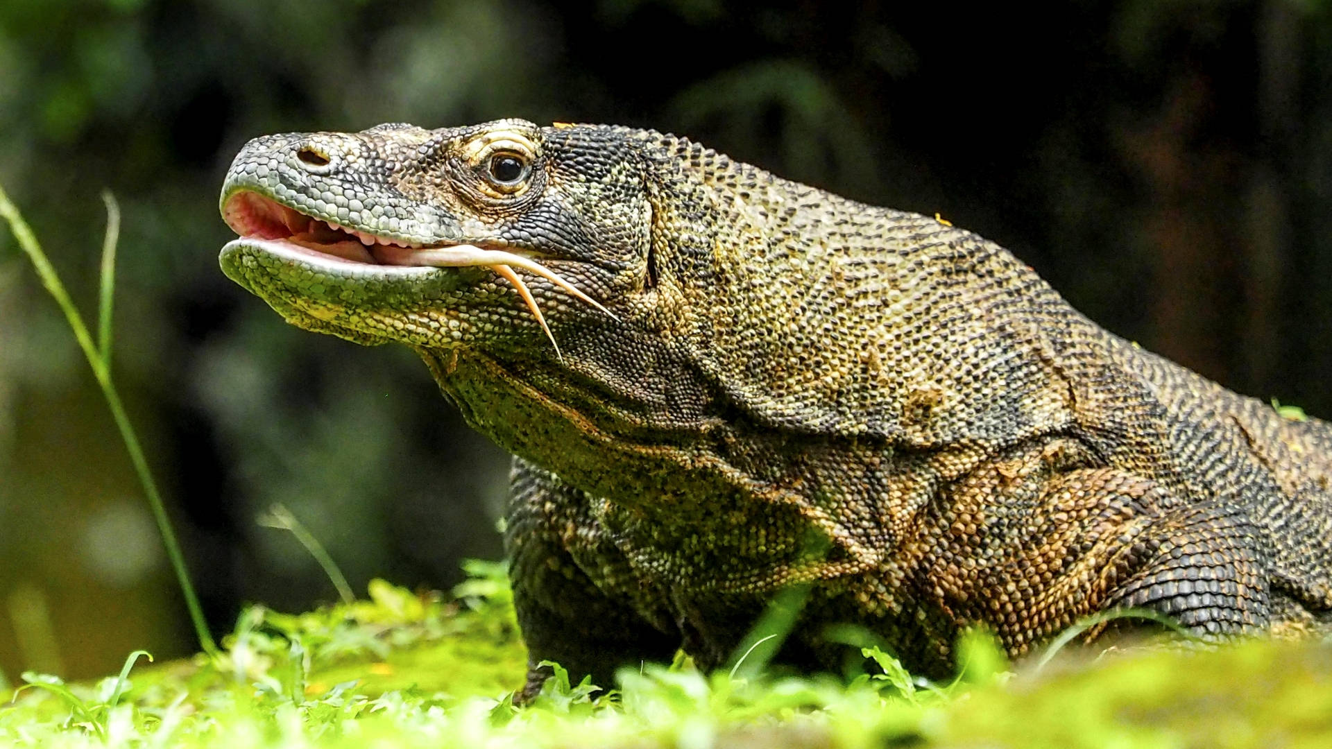 reptile 桌布 壁紙 — 科莫多龍的特寫，張開嘴露出粉紅色的舌頭和牙齒，在佈滿苔蘚的森林地面。