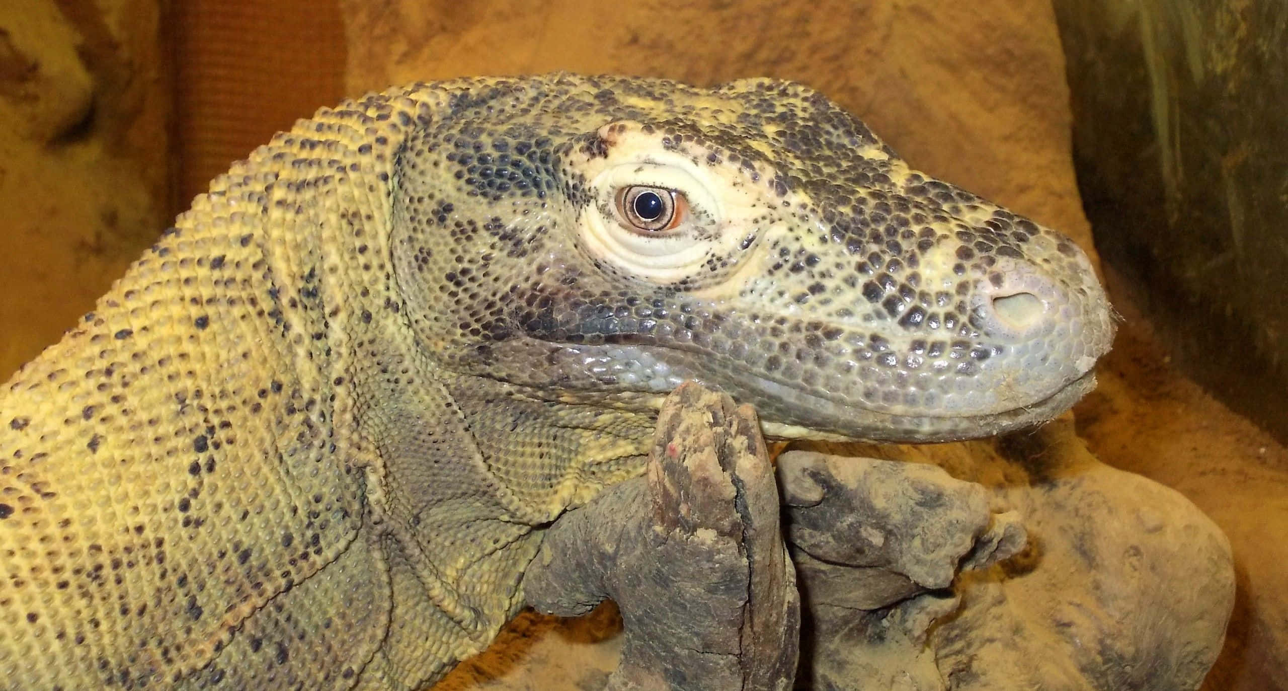 Komodo Dragon 桌布 壁紙 — 科莫多龍的紋理頭部特寫，擱在溫暖色調圍欄內一條多節的樹枝上。