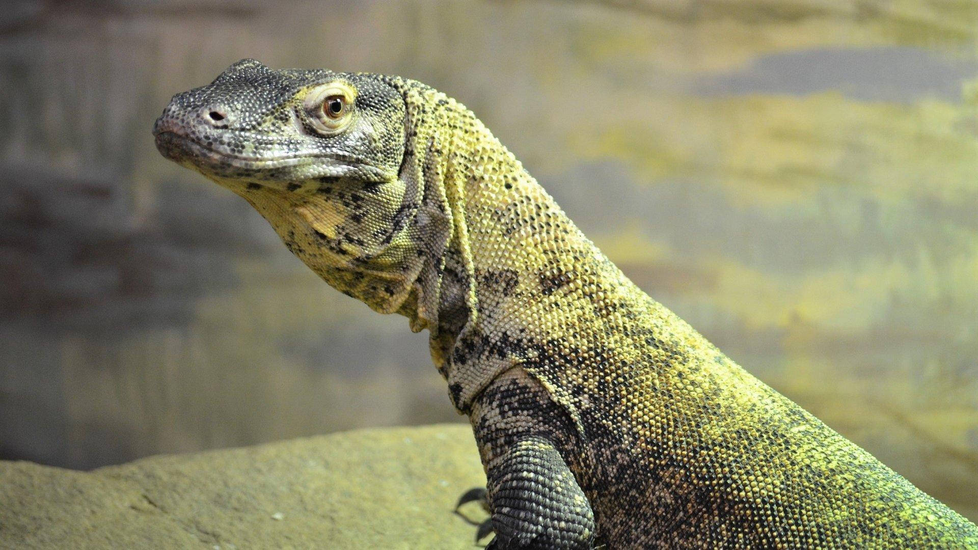 reptile 桌布 壁紙 — 科莫多龍的近距離特寫，棲息在岩石上，鱗片有紋理，眼睛警覺。