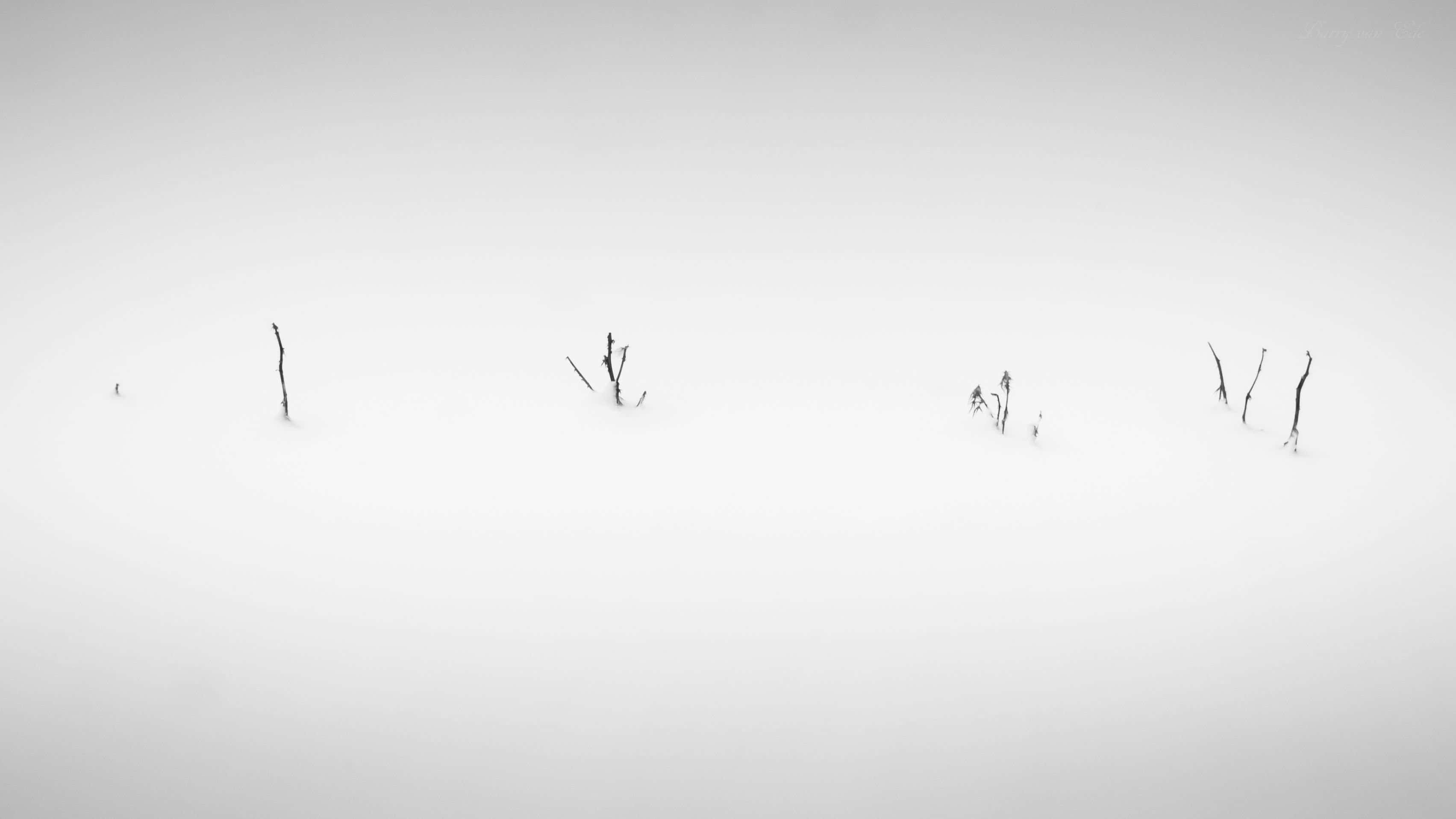Tumblr White 桌布 壁紙 — 稀疏的深色樹枝刺穿廣闊均勻的白色雪原，天空多雲。