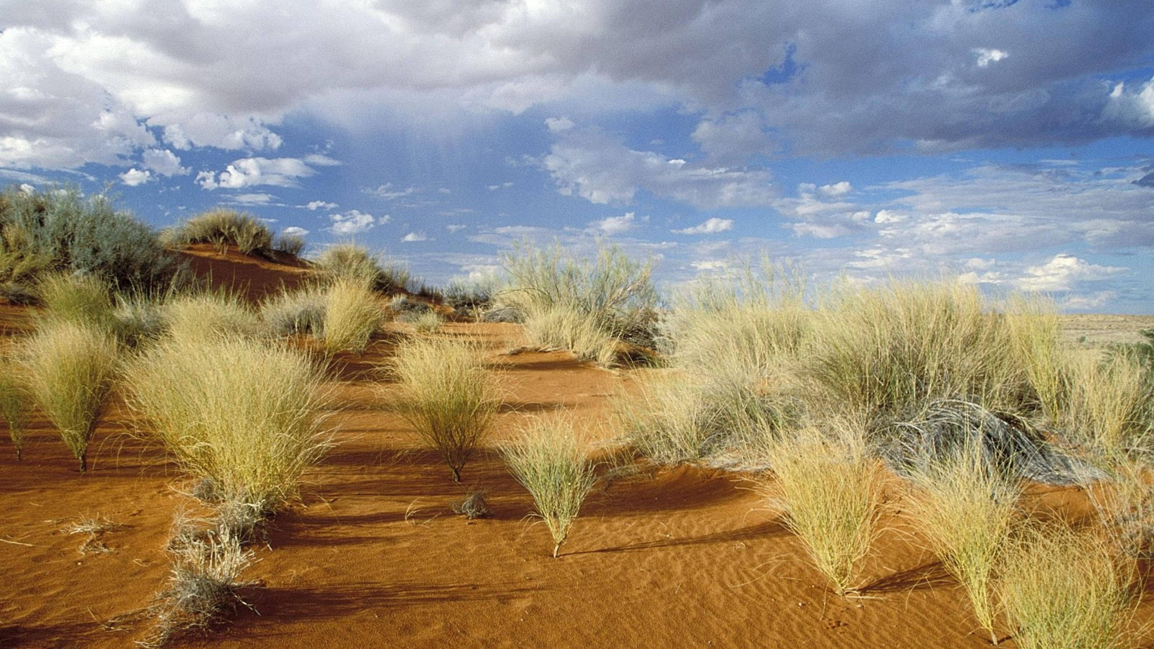 Botswana 桌布 壁紙 — 稀疏的金色草點綴在微紅的沙丘上，天空湛藍，雲彩散佈，景色壯麗。