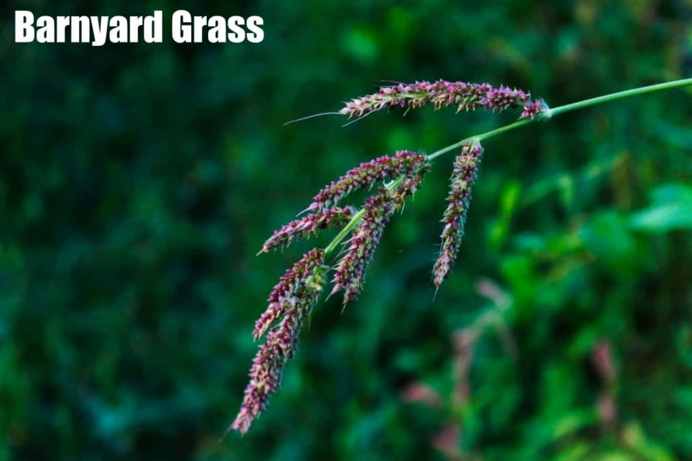 Grass 桌布 壁紙 — 稗草紫色種子頭在模糊綠色背景前搖擺的特寫。