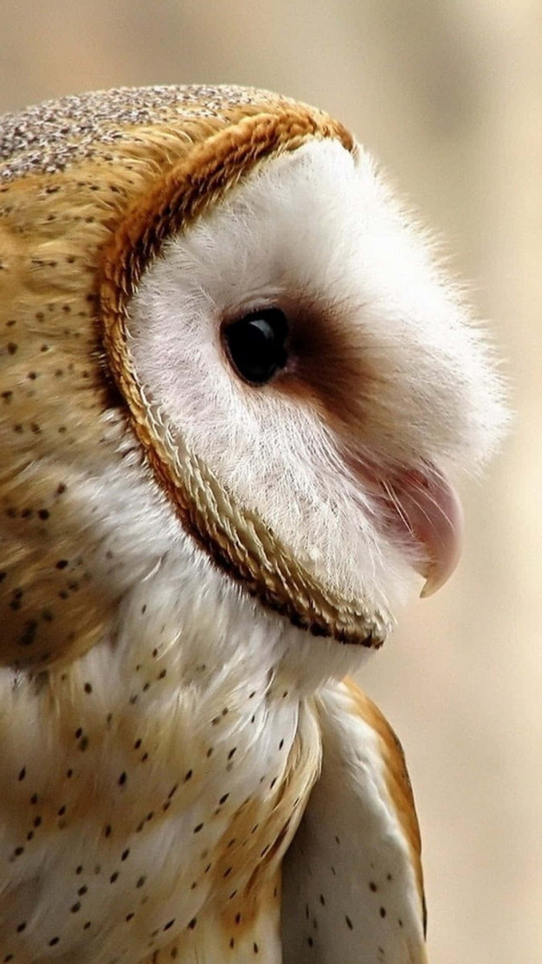 barn owl 桌布 壁紙 — 穀倉貓頭鷹的特寫，擁有柔軟的白色和棕色斑點羽毛，以及一隻平靜凝視的深色眼睛。
