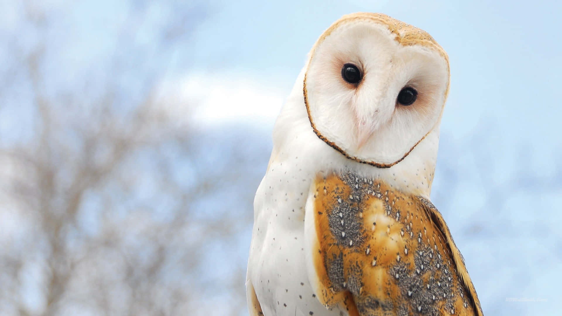 barn owl 桌布 壁紙 — 穀倉貓頭鷹的特寫，白色臉龐和斑駁的棕色翅膀，背景是柔和的藍天和模糊的樹木。