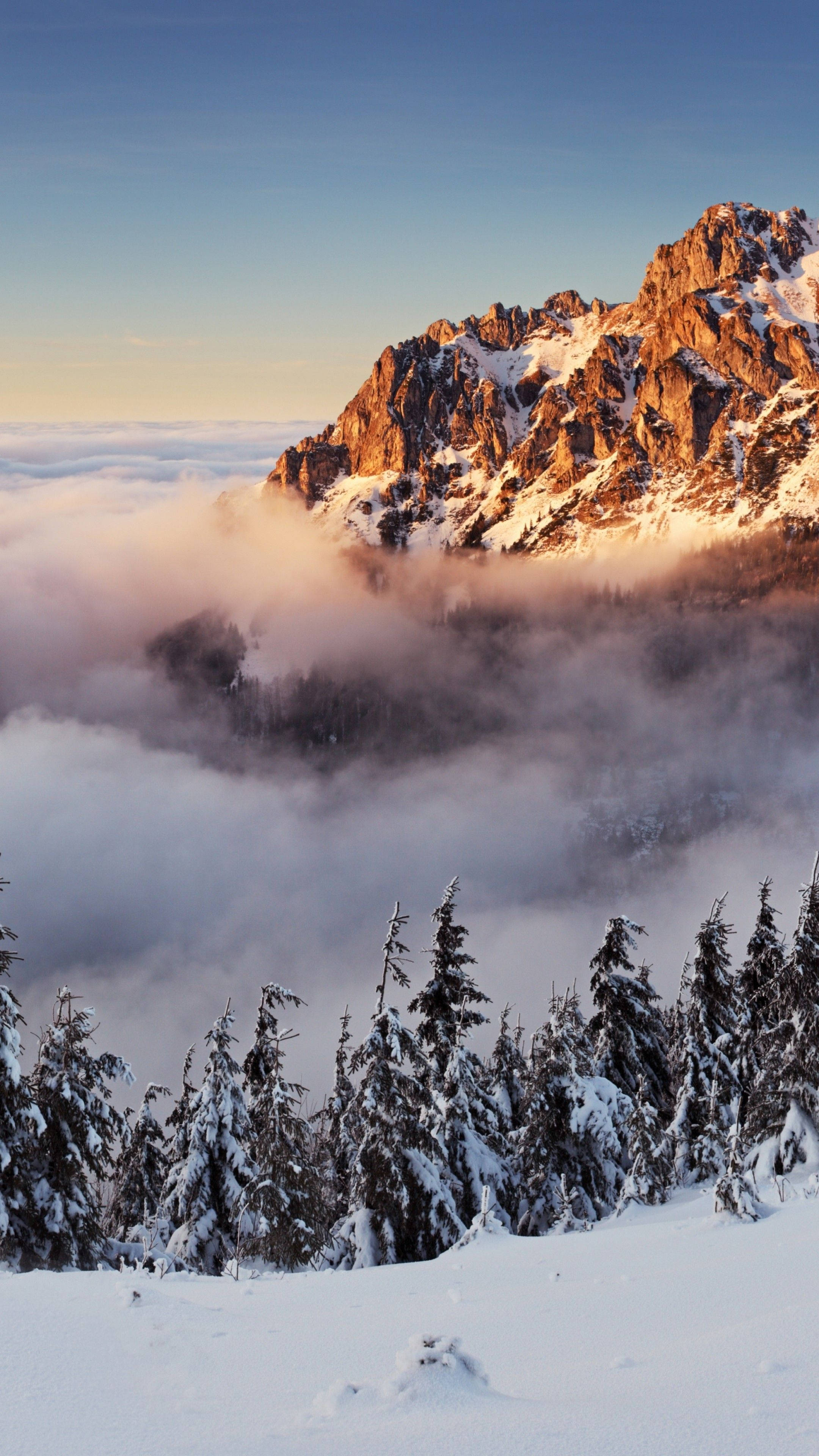 Slovakia 桌布 壁紙 — 積雪的山峰在日出時升起於雲海之上，前景有松樹。