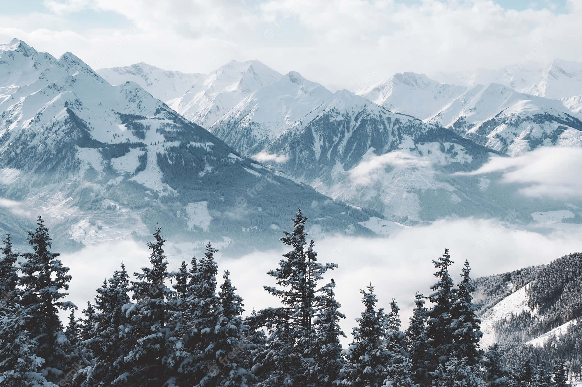 雪山 桌布 壁紙 — 積雪的山峰聳立在雲海之上，前景是覆蓋著白雪的常綠樹。