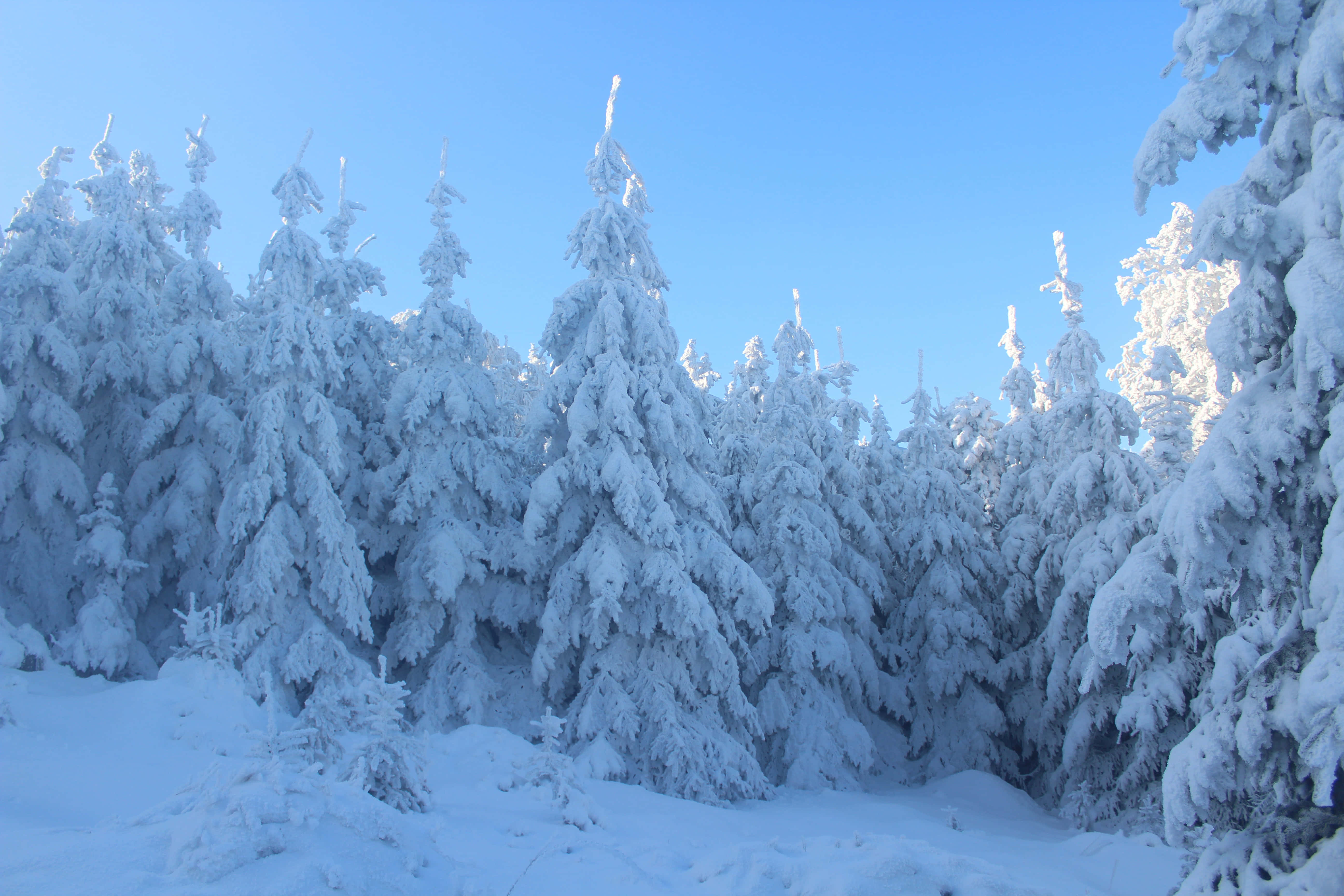 Snowy Forest 桌布 壁紙 — 積雪的常綠樹在晴朗的藍天下，矗立在寧靜的冬季森林中。